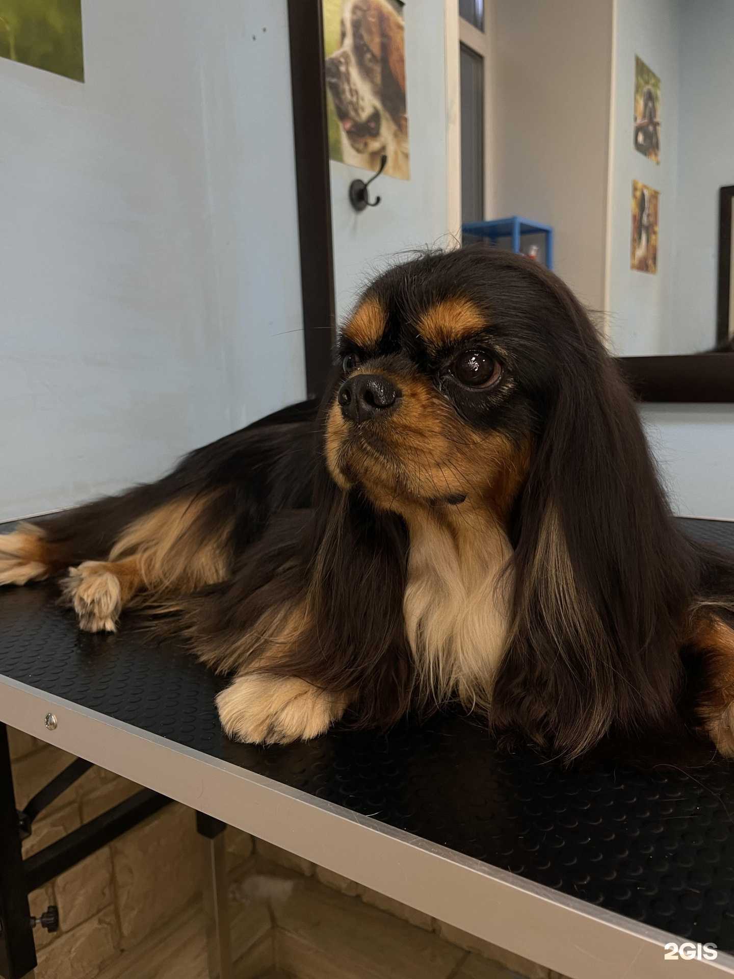 Отзывы на компанию Модный хвост в Барнауле c фото