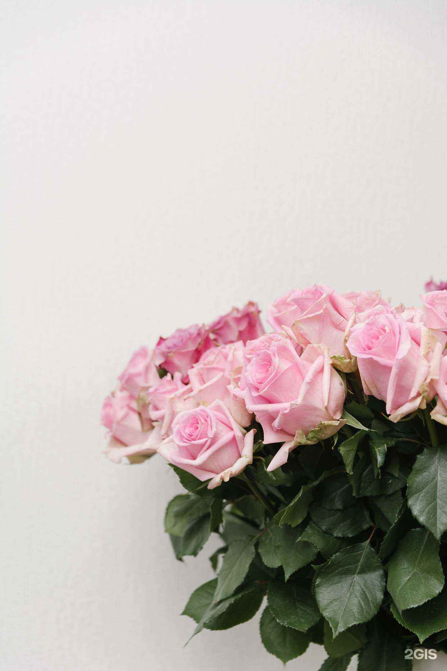 Отзывы на компанию FLOraОПТ в Новосибирске c фото