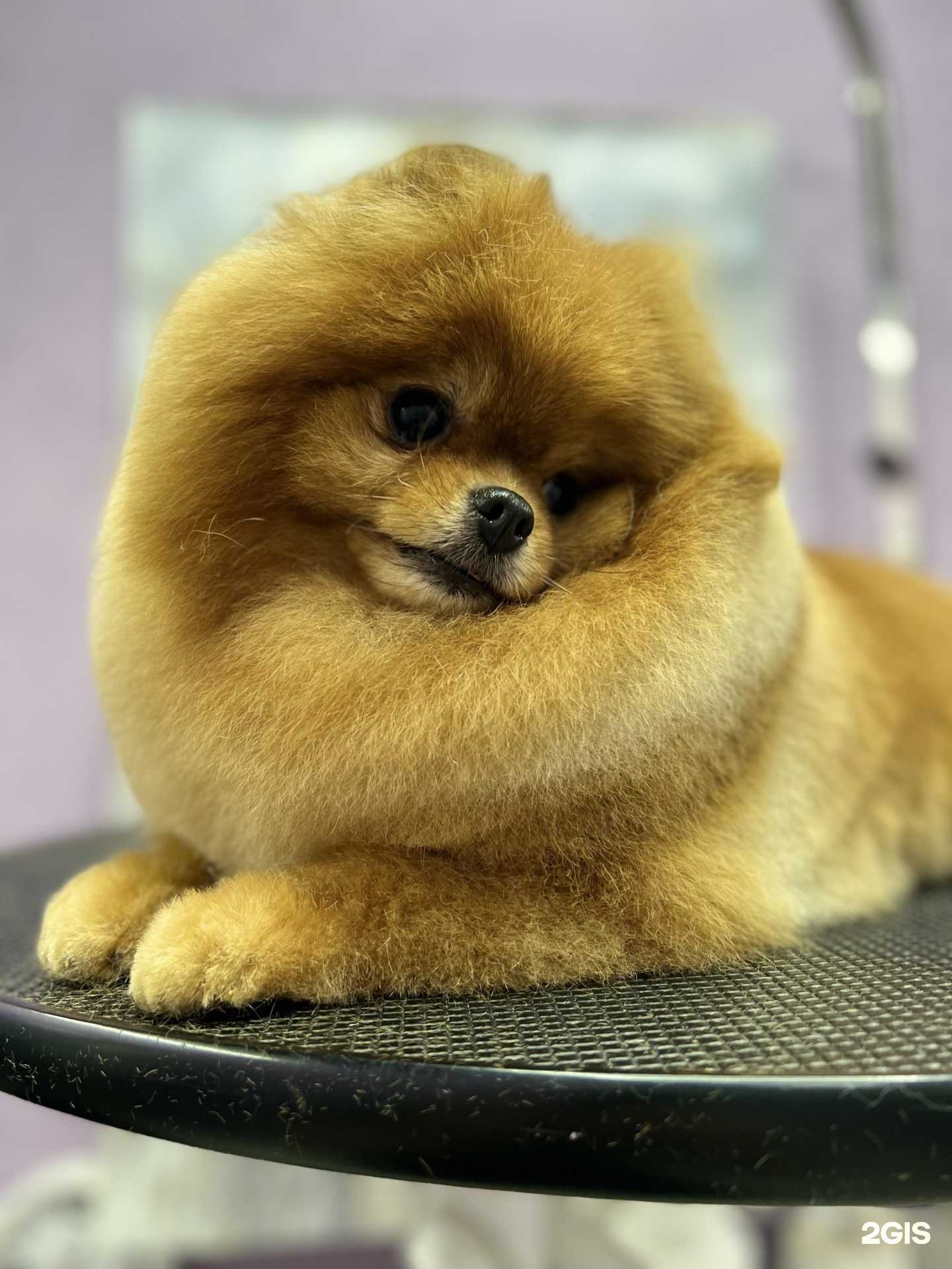 Отзывы на компанию Собачье сердце в г. Калининград c фото