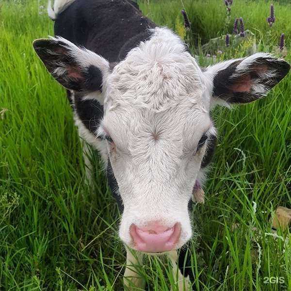 Отзывы на компанию Своя ферма в Саратове c фото
