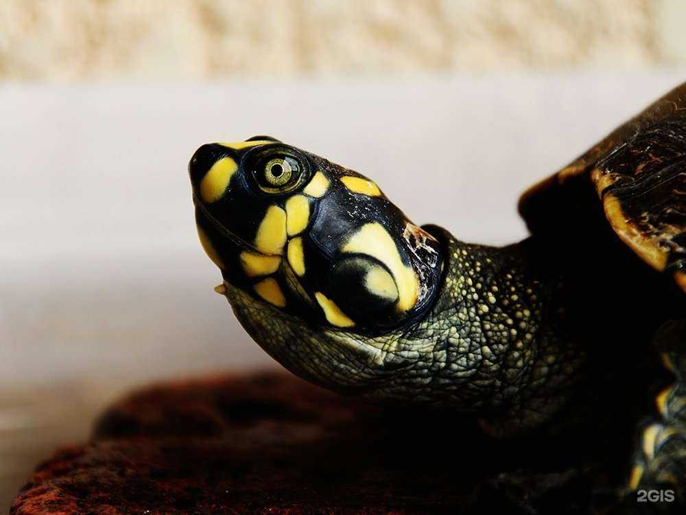 Отзывы на компанию Зоомагазин в Ленинске c фото