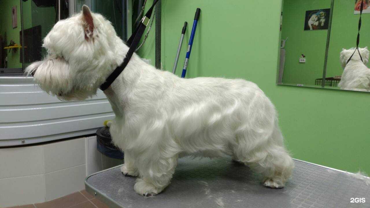 Отзывы на компанию ПапаDogs в Барнауле c фото