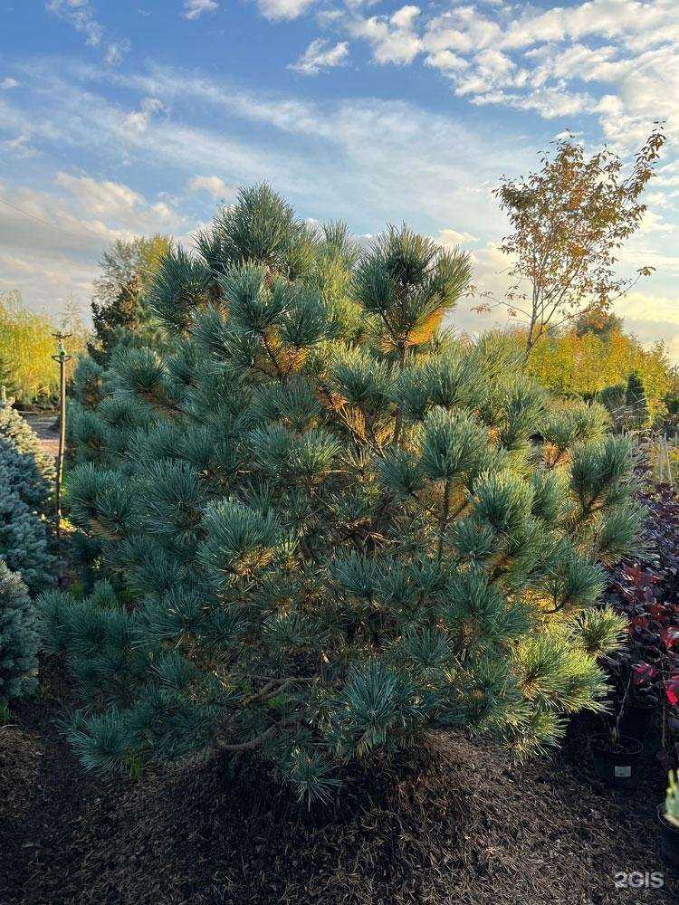 Отзывы на компанию Гарден маркет в Красногорске c фото