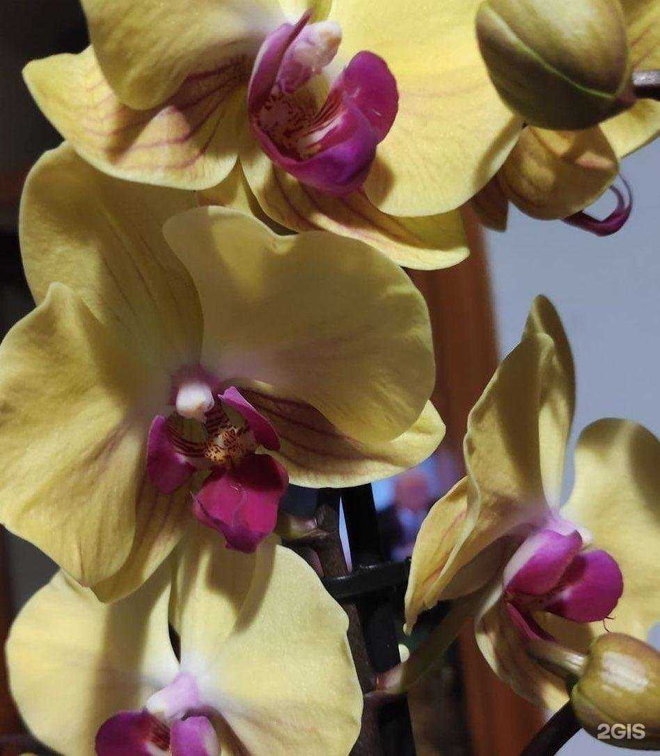 Отзывы на компанию Царство цветов в г. Махачкала c фото