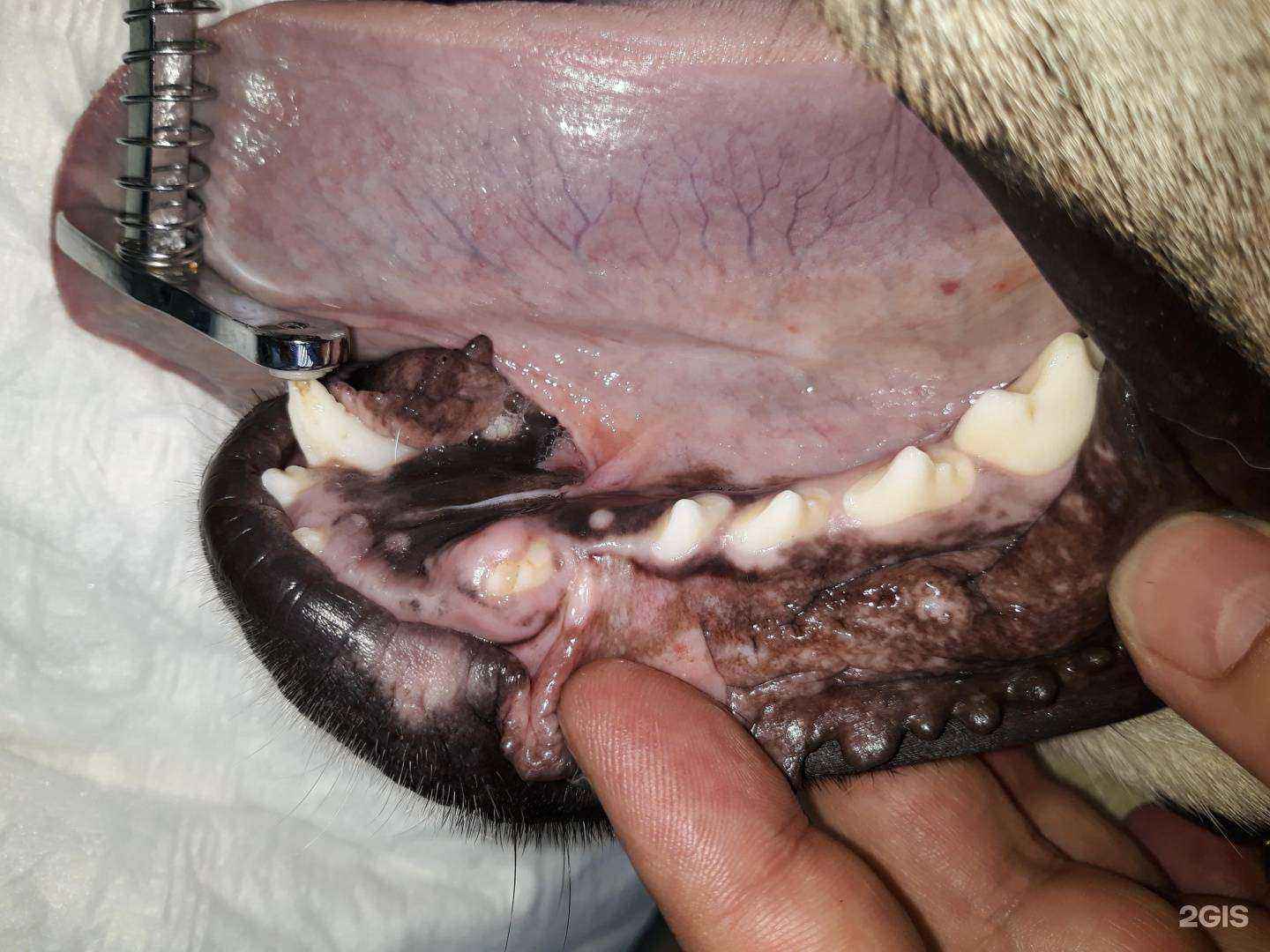 Отзывы на компанию Велес-вет в Челябинске c фото