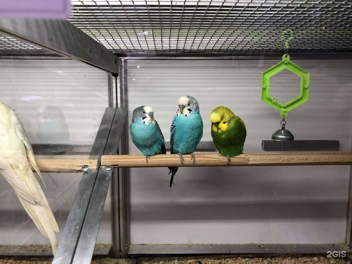 Отзывы на компанию Фауна в Тамбове c фото