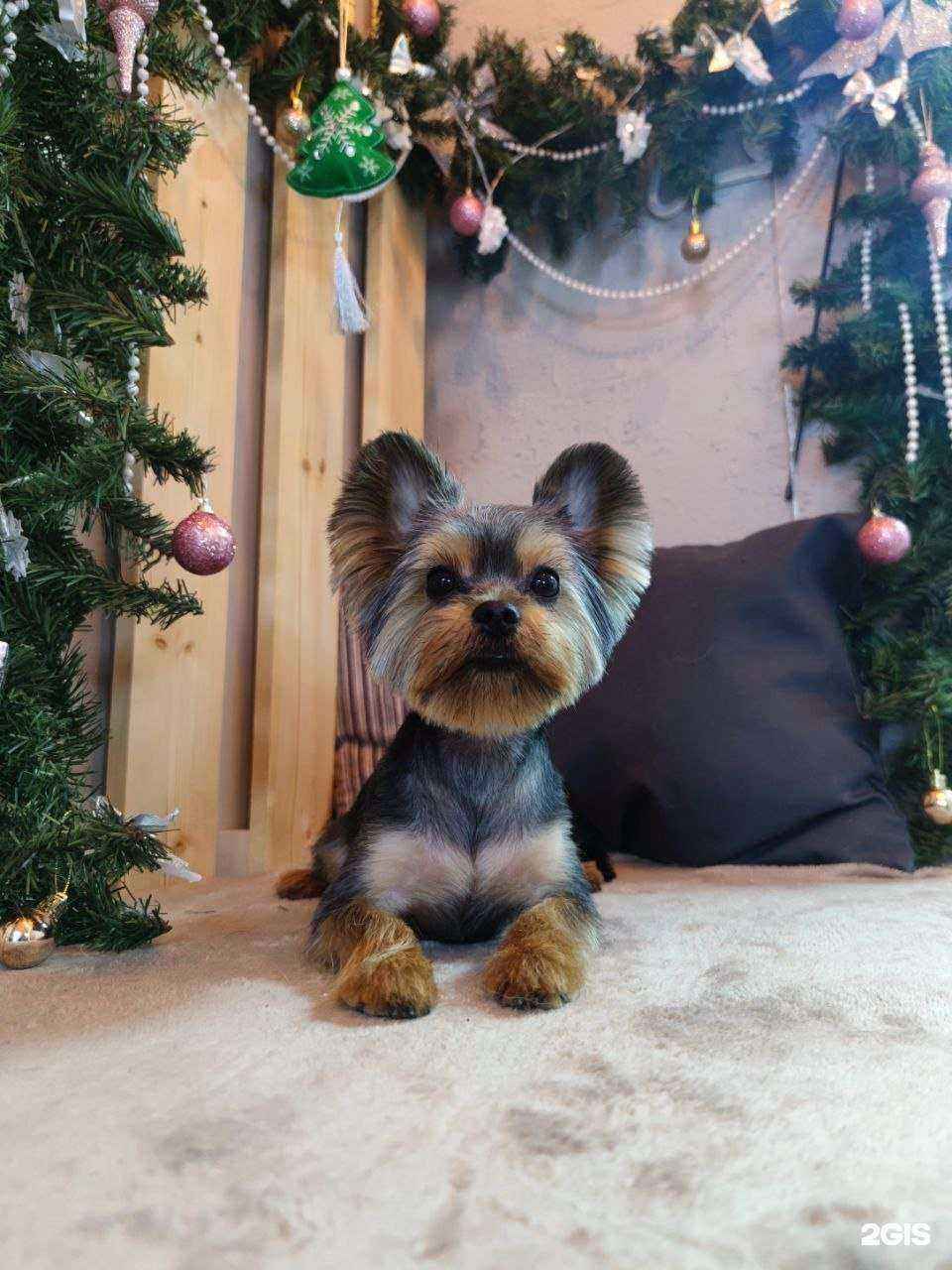 Отзывы на компанию Bur. Groom в г. Новосибирск c фото