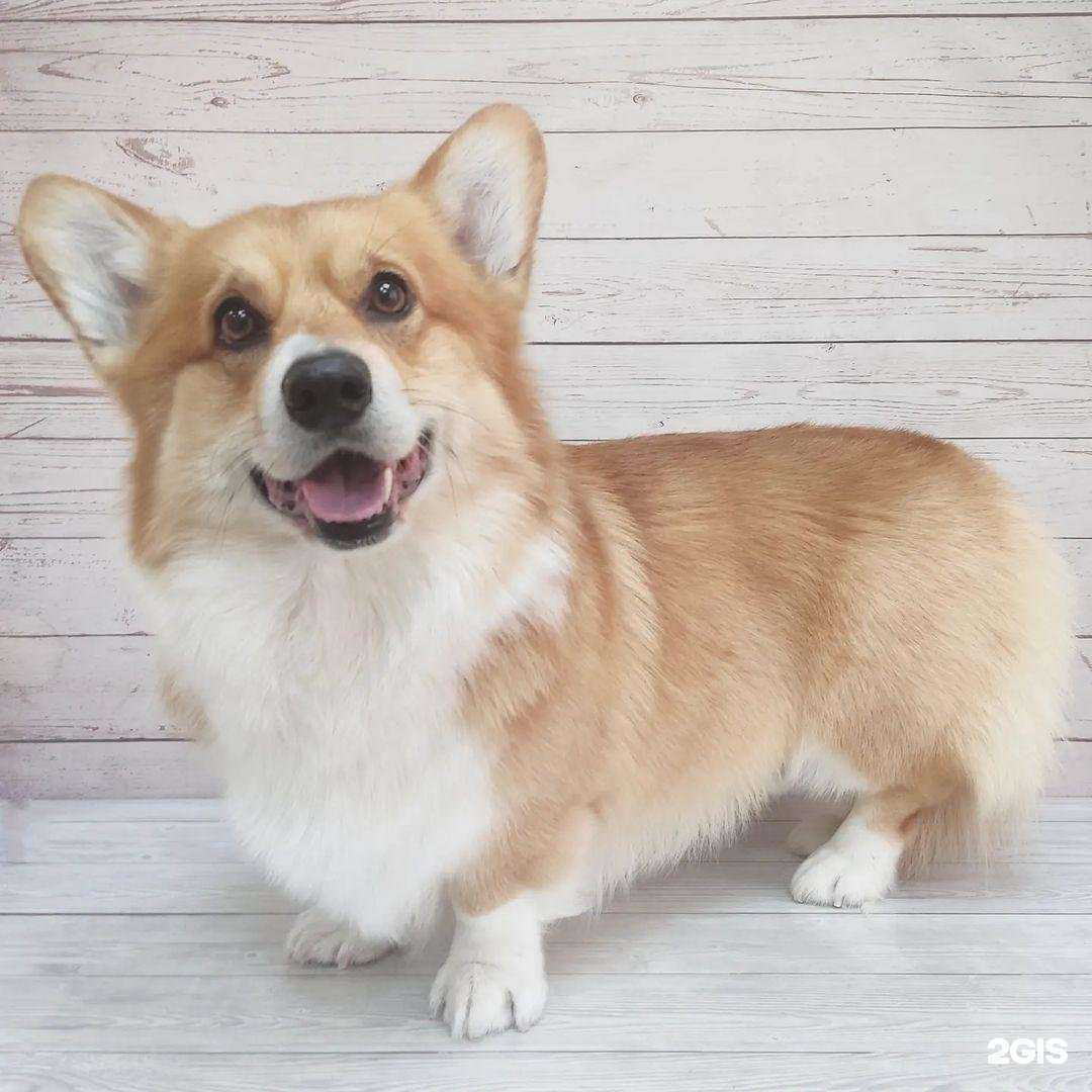 Отзывы на компанию Grumer в Долгопрудном c фото