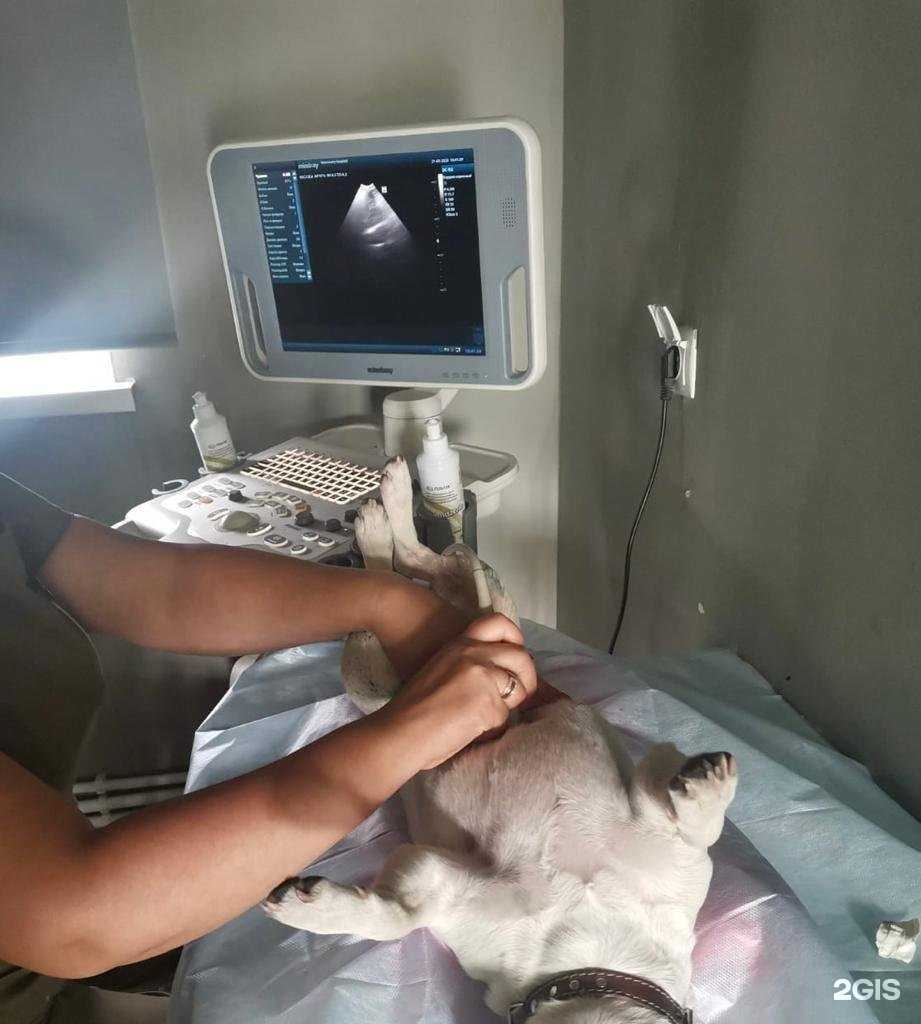 Отзывы на компанию Ветеринарная клиника в г. Уфа c фото