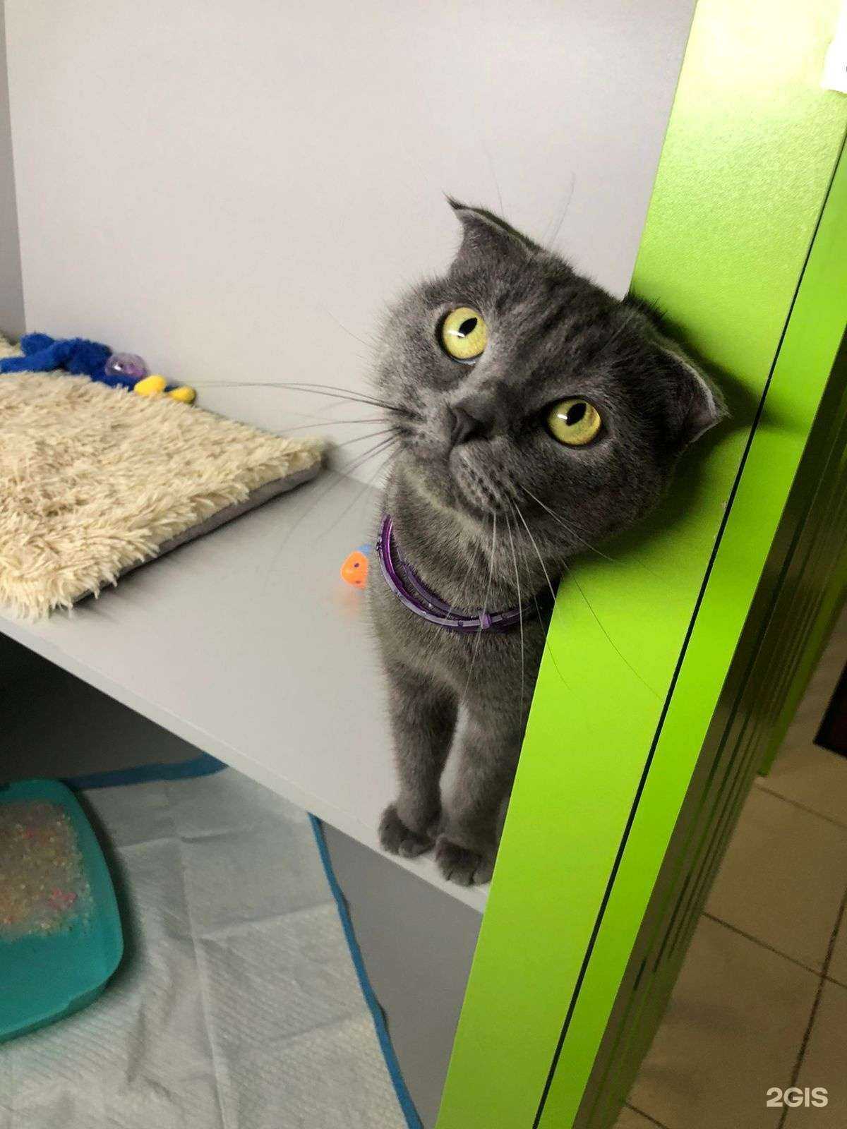 Отзывы на компанию Кошкин дом в г. Краснодар c фото