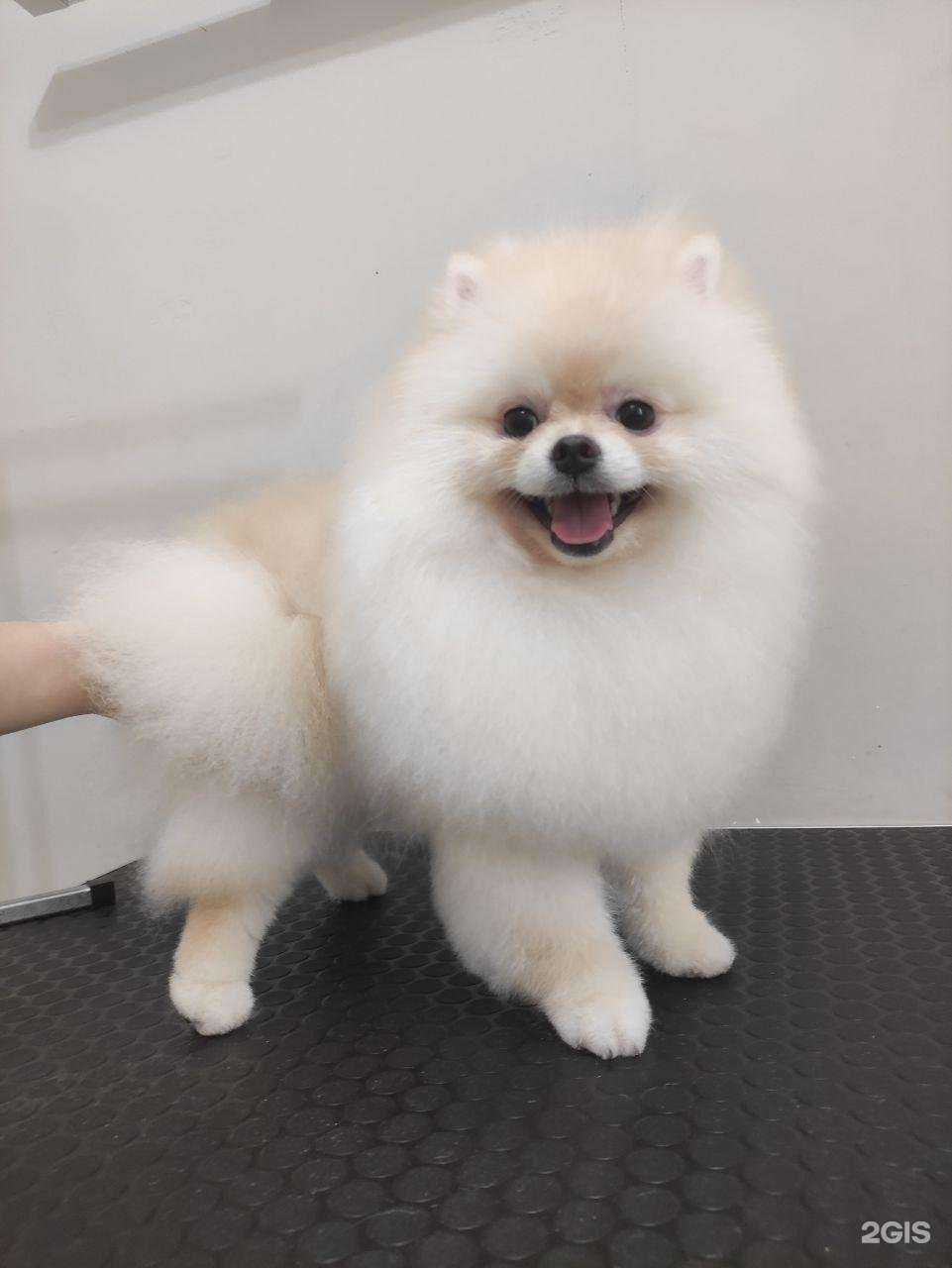 Отзывы на компанию Каштанка в г. Томск c фото