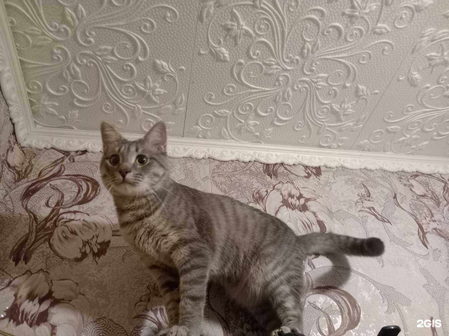 Отзывы на компанию Ветсервис в Пензе c фото