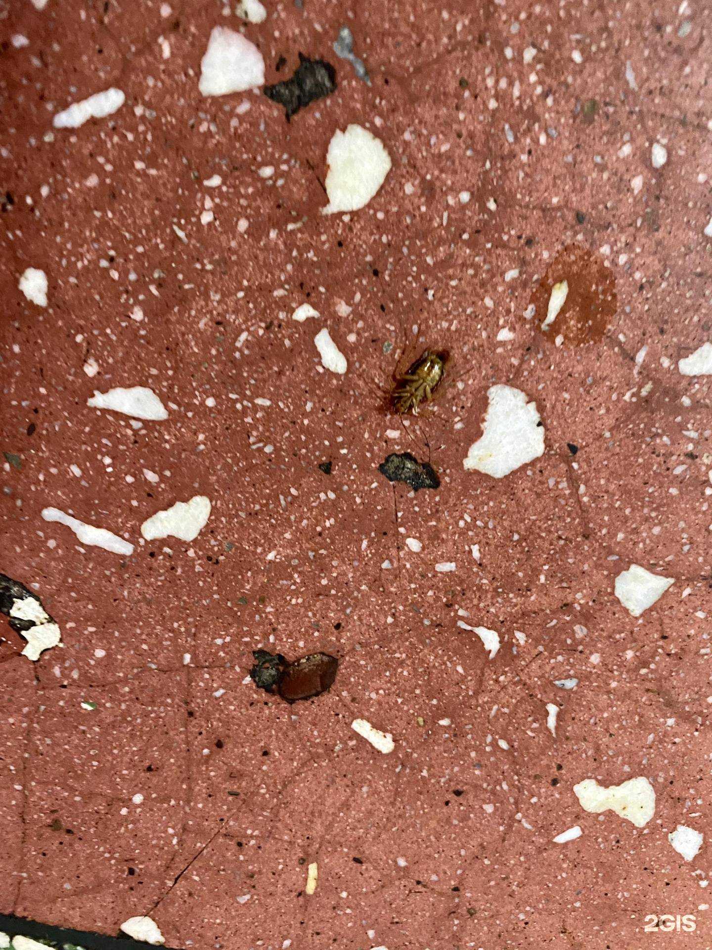 Отзывы на компанию Смак в г. Мелеуз c фото