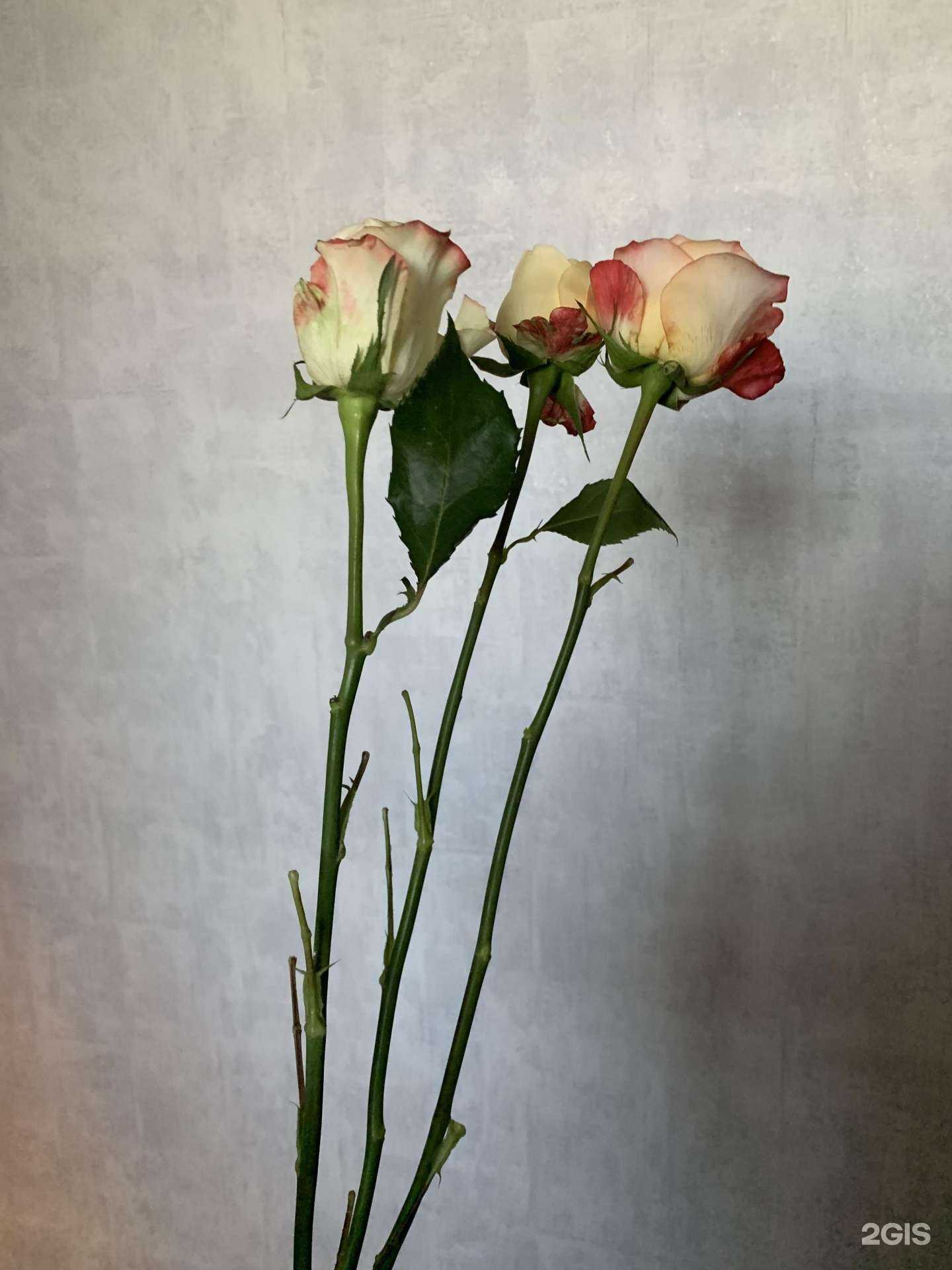 Отзывы на компанию 101 роза в г. Петрозаводск c фото