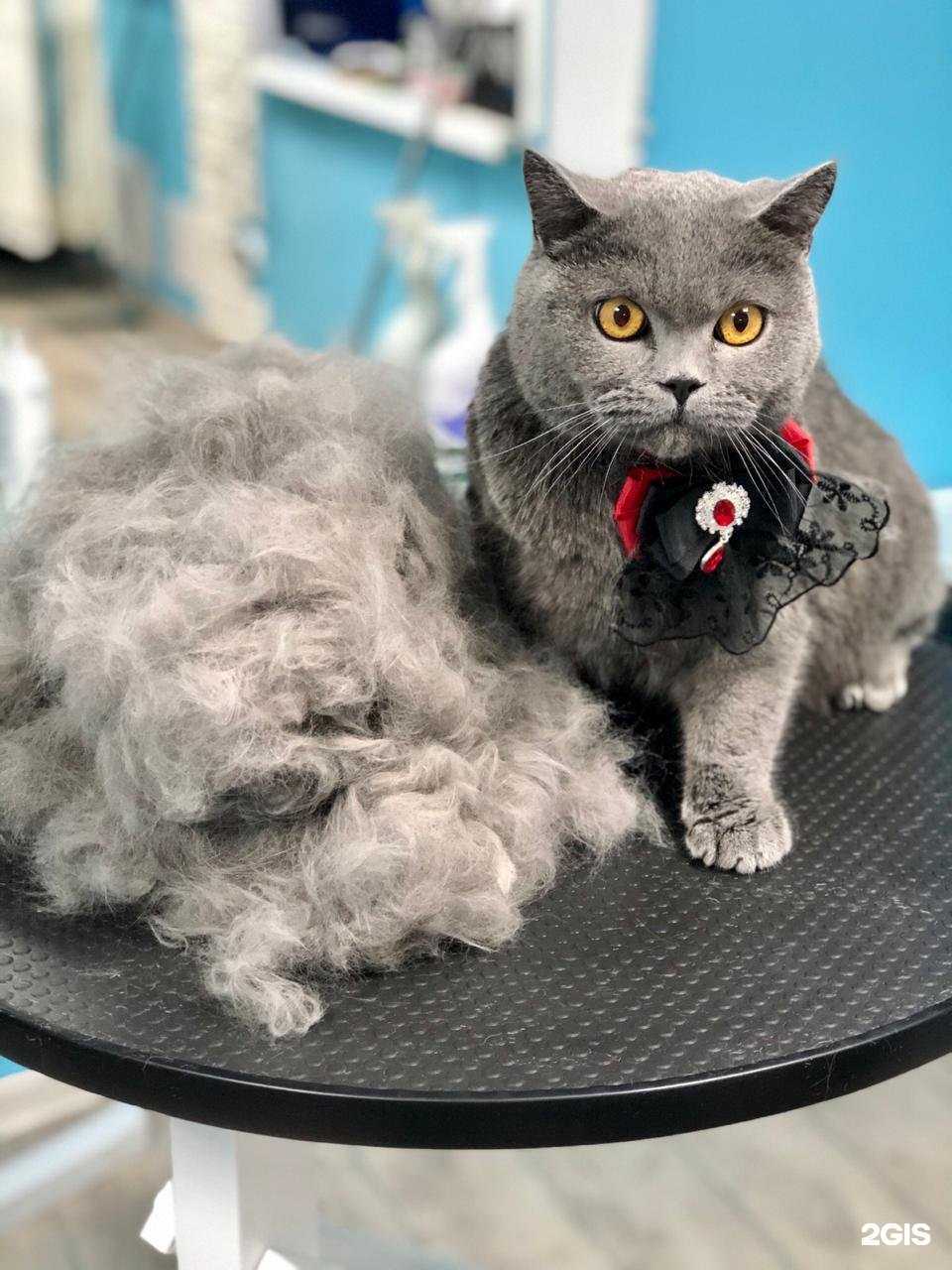 Отзывы на компанию Стиляга в Твери c фото