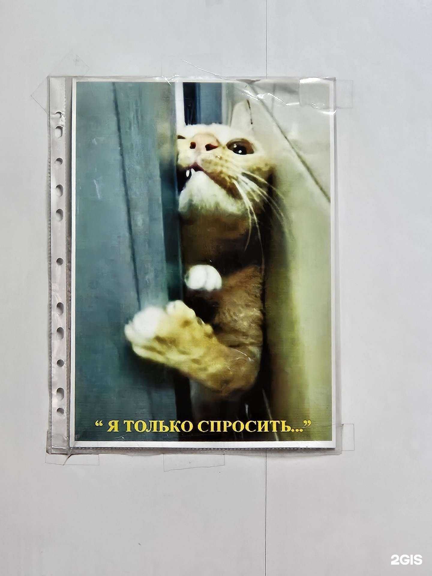 Отзывы на компанию Омский областной центр по профилактике, экспертизе и лечению животных в Омске c фото