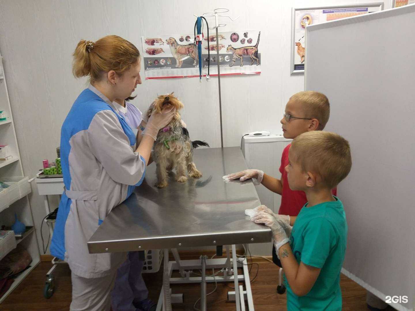 Отзывы на компанию Ветеринар 54 в Новосибирске c фото