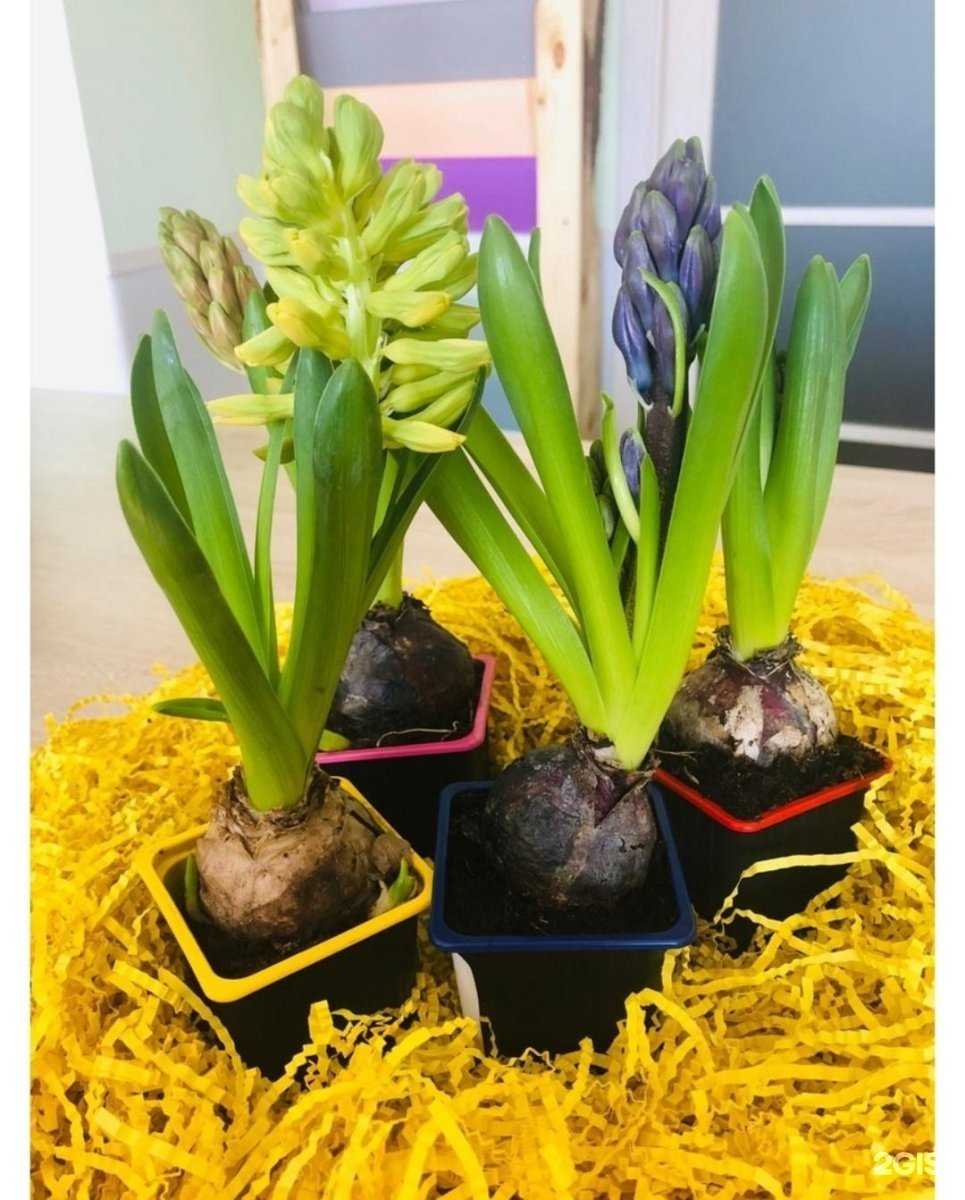 Отзывы на компанию Мята в г. Уссурийск c фото