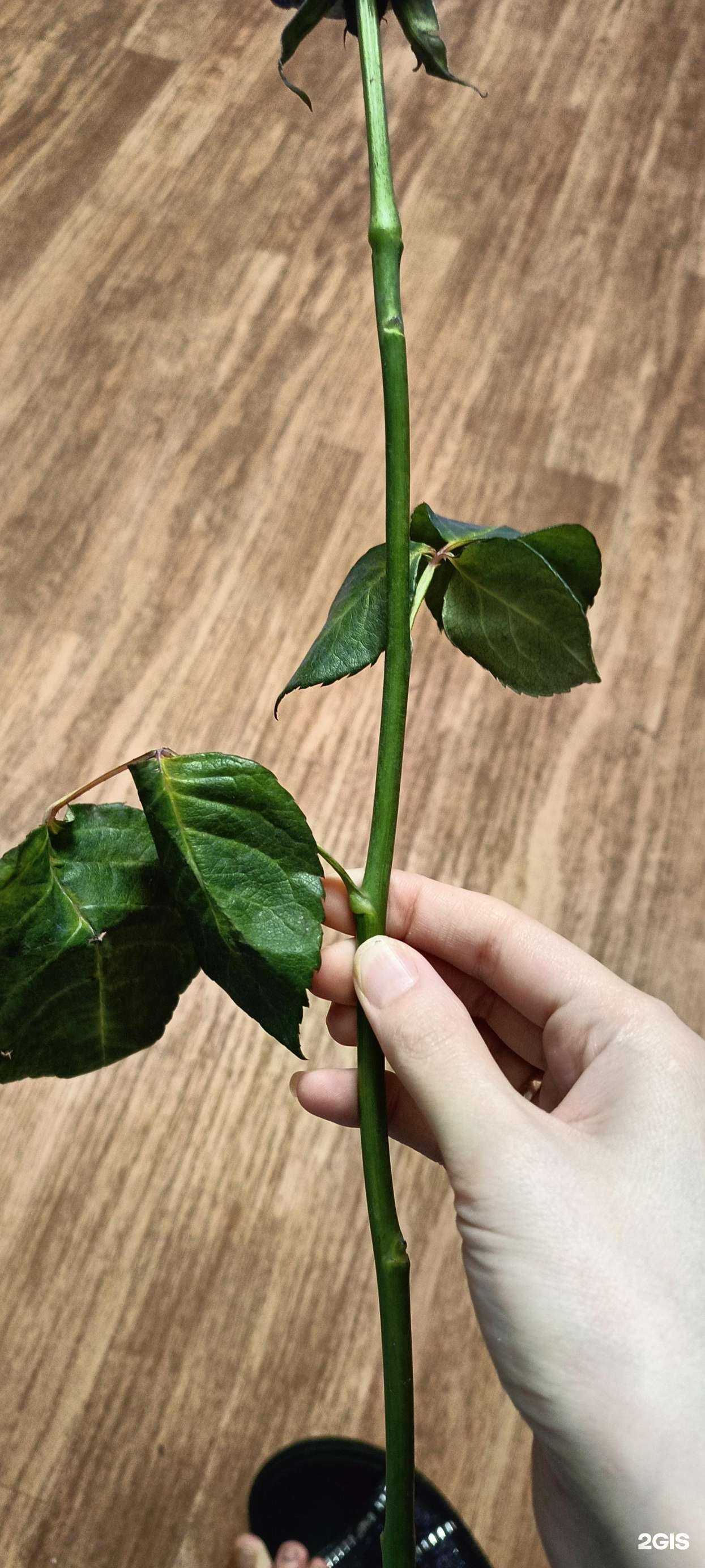 Отзывы на компанию Флоранж в г. Мурманск c фото