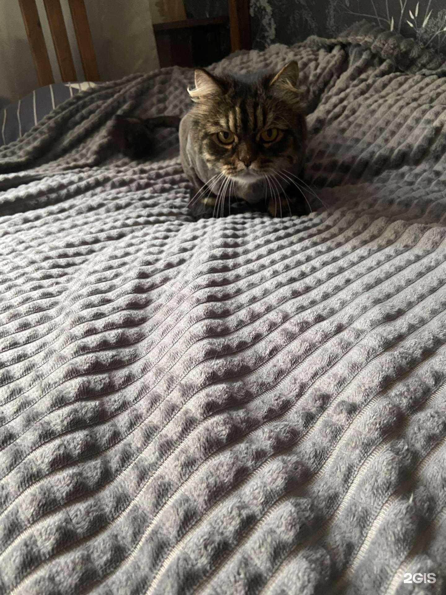 Отзывы на компанию Groom pet в Новосибирске c фото