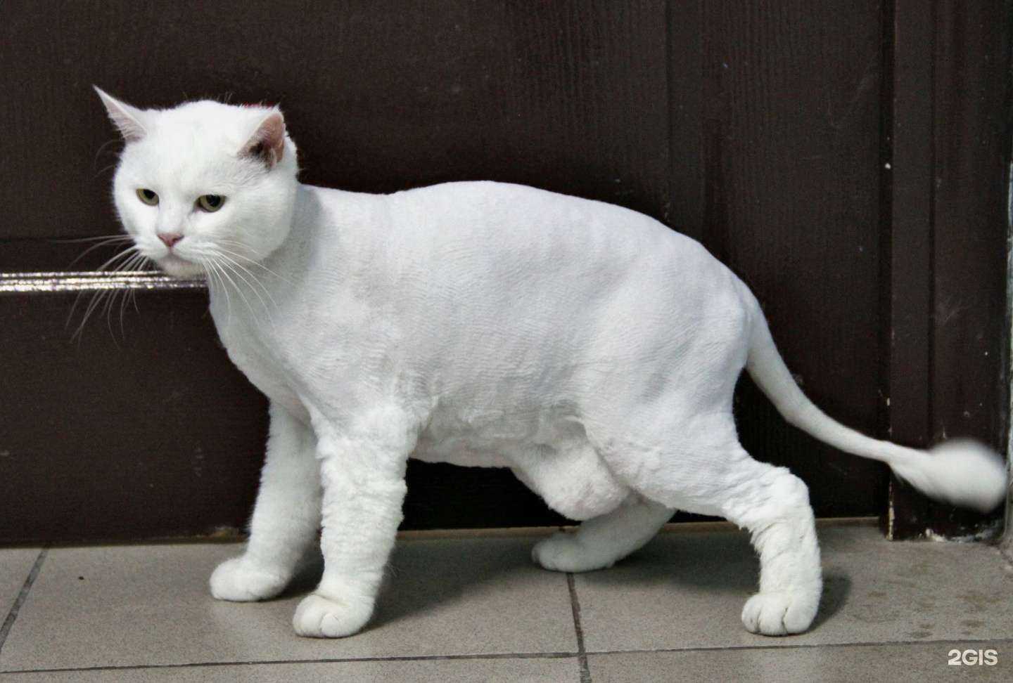 Отзывы на компанию ЗооСтиль в Ставрополе c фото