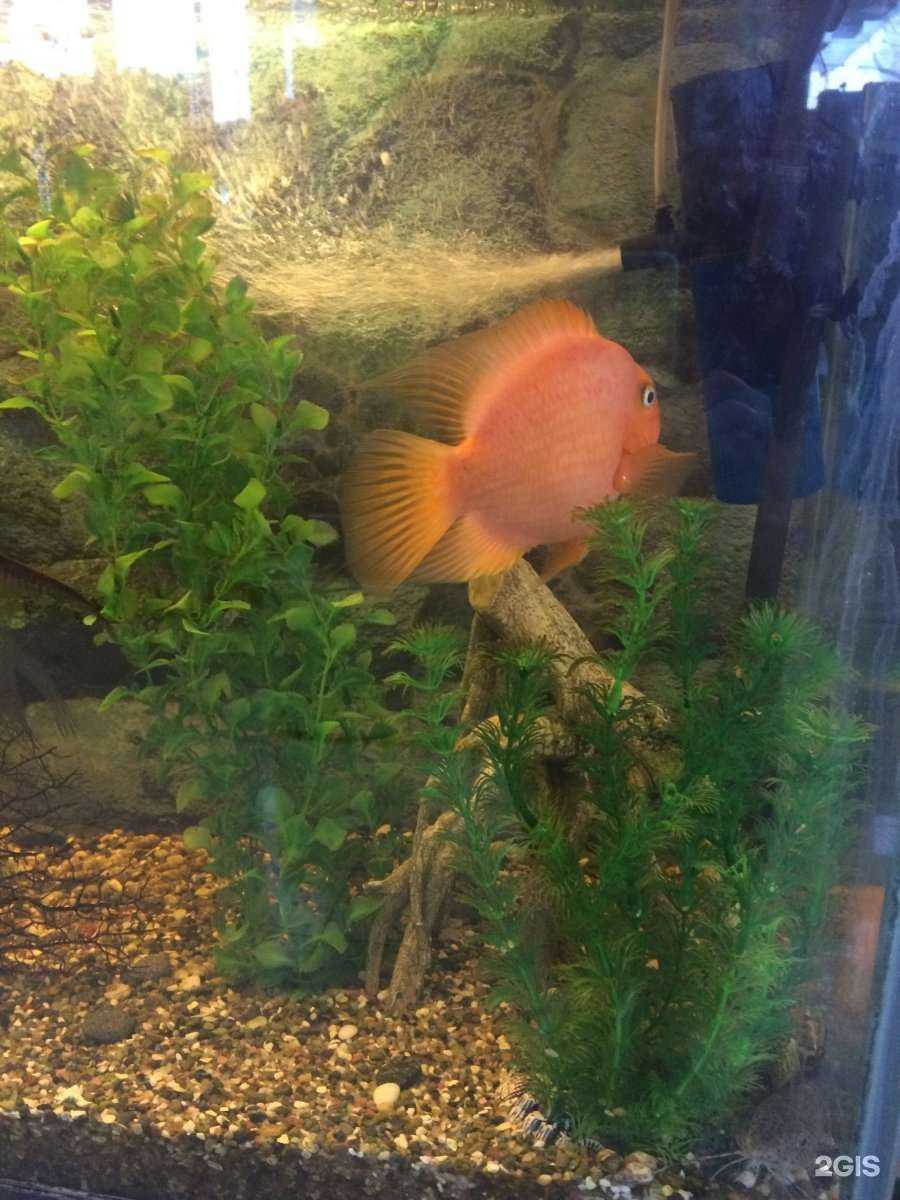 Отзывы на компанию Велес зоомир в Артёме c фото