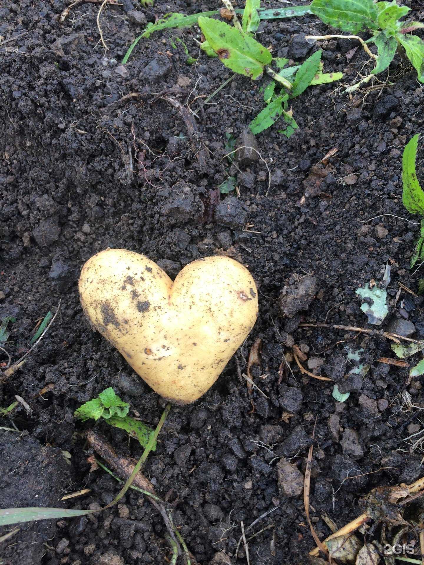 Отзывы на компанию Добрые крышечки в Красноярске c фото - фотография 2 из 2