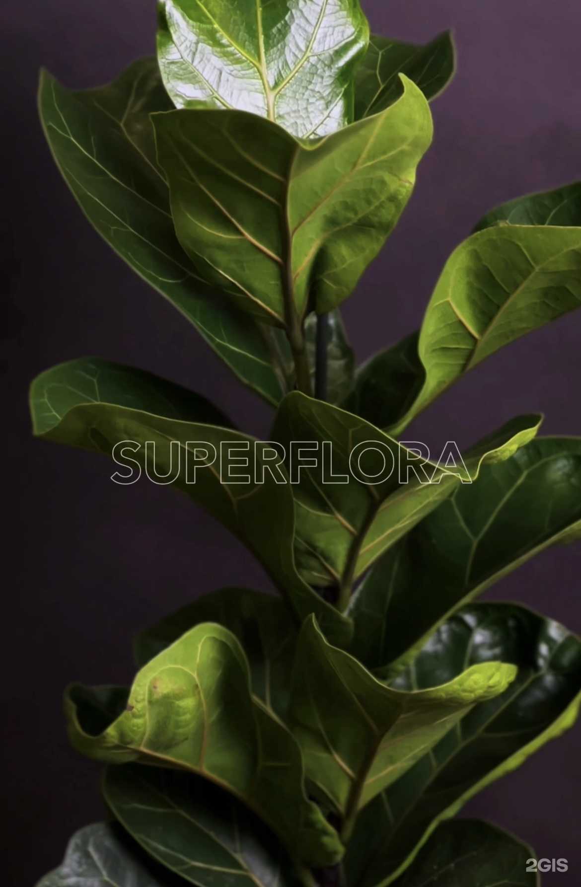 Отзывы на компанию Супер-флора в г. Нижневартовск c фото