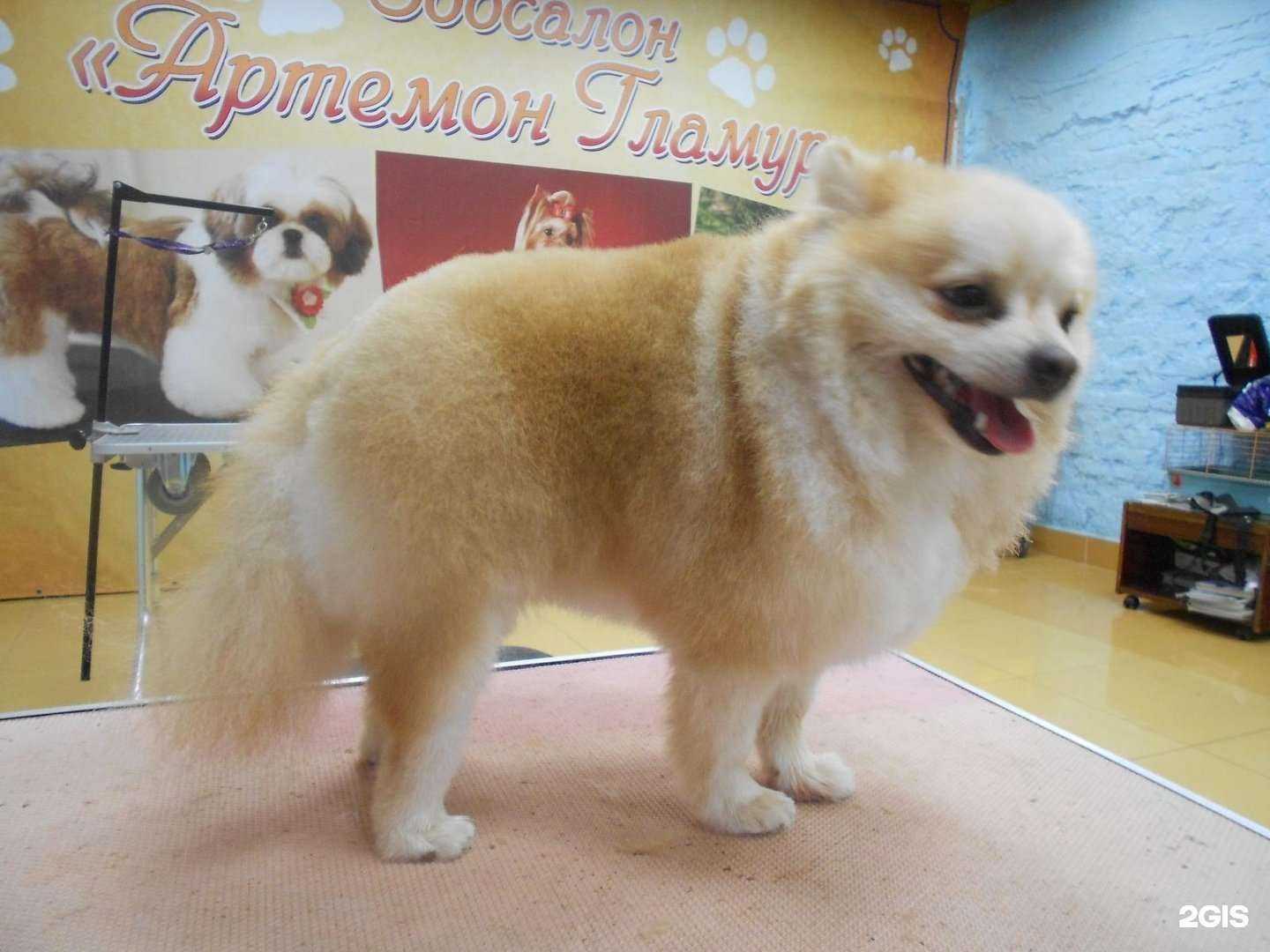 Отзывы на компанию Артемон в Перми c фото