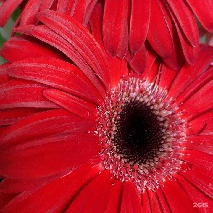 Отзывы на компанию Aroma_Roses74 в Копейске c фото