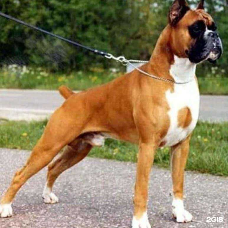 Отзывы на компанию Любимцы-Питомцы в Ейске c фото