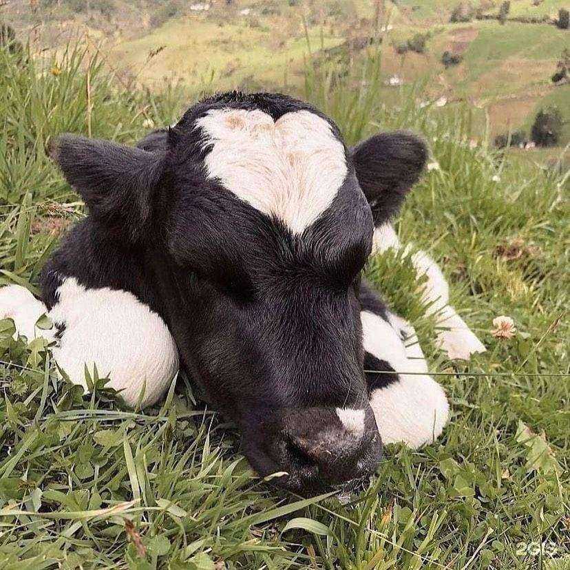 Отзывы на компанию Котопес в Алапаевске c фото