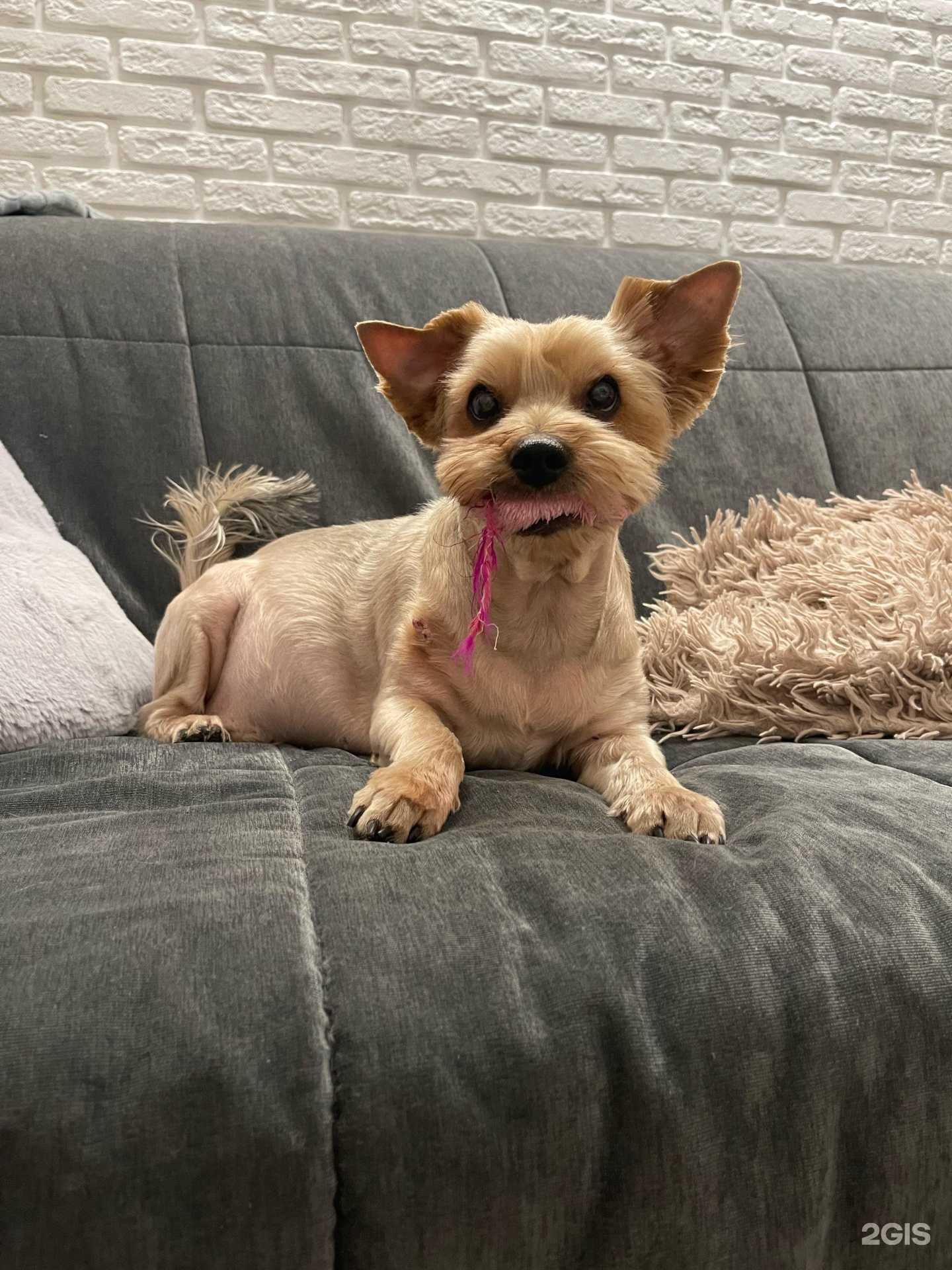 Отзывы на компанию Вологодский Ветеринарный Центр в г. Вологда c фото