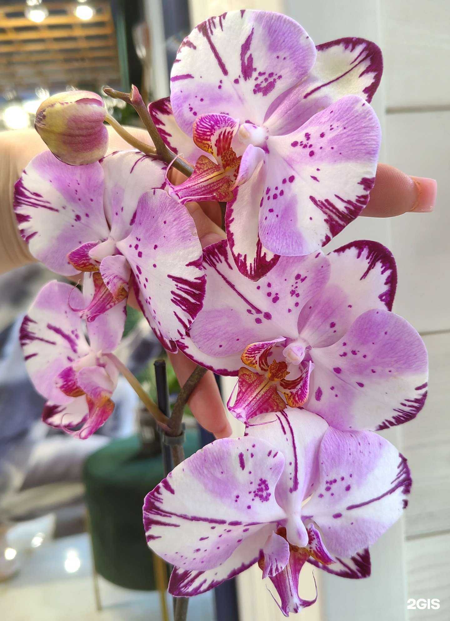 Отзывы на компанию Green magic в Иркутске c фото