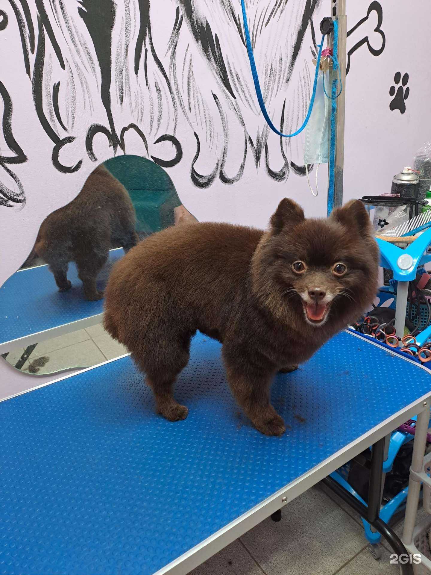 Отзывы на компанию Груминг-салон в Подольске c фото