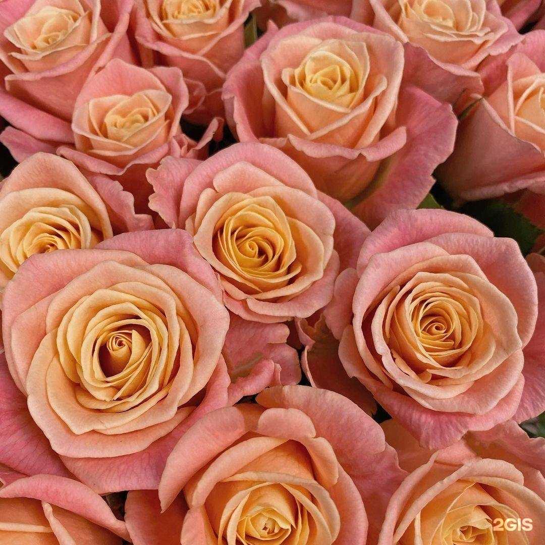 Отзывы на компанию Город цветов в Энгельсе c фото