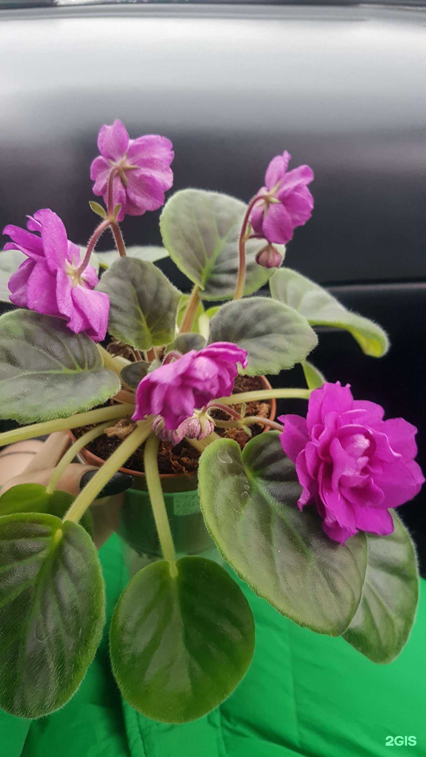 Отзывы на компанию Фиалка на Волге в Волгограде c фото