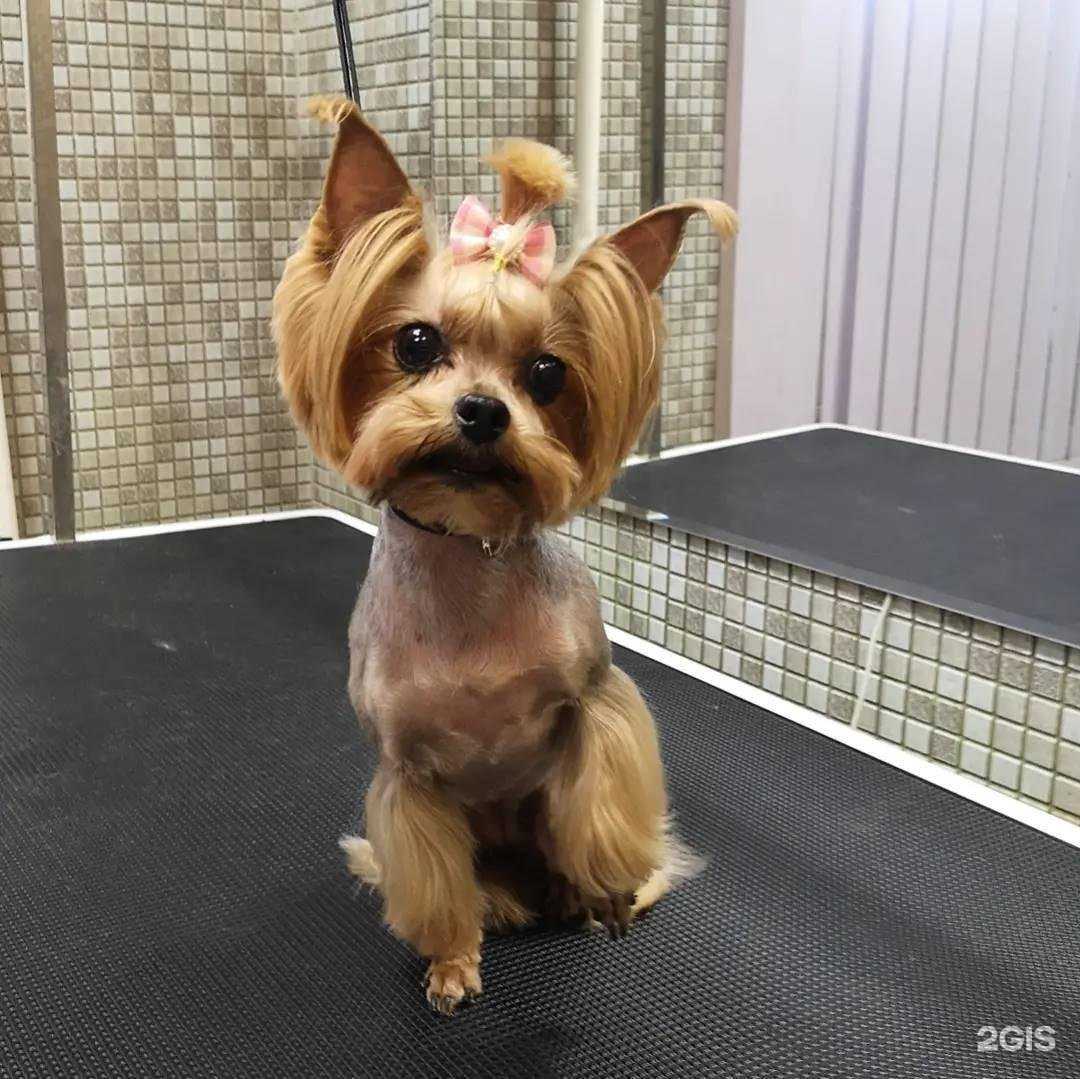 Отзывы на компанию Груминг-салон в г. Химки c фото