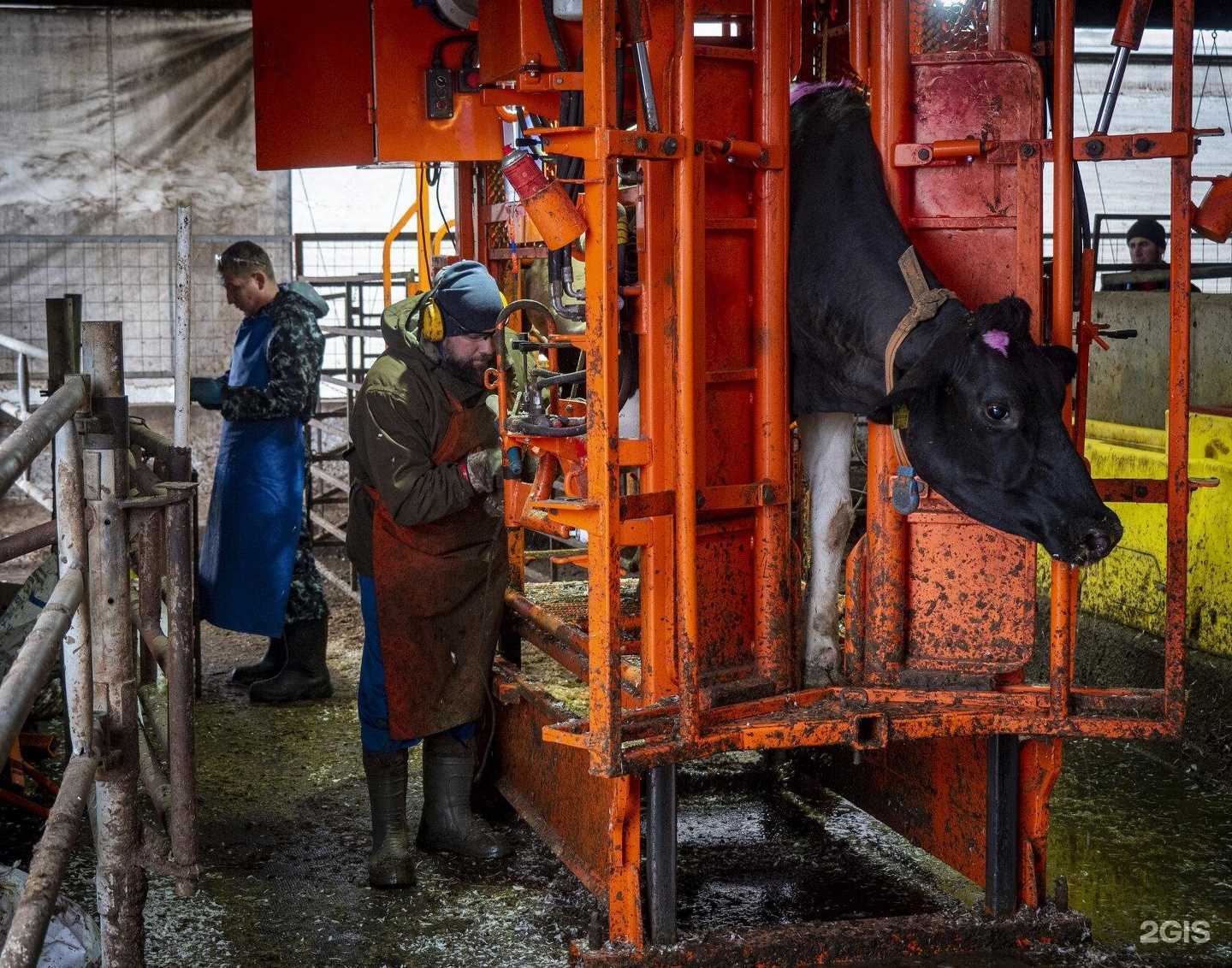 Отзывы на компанию Копытный сервис в г. Ярославль c фото