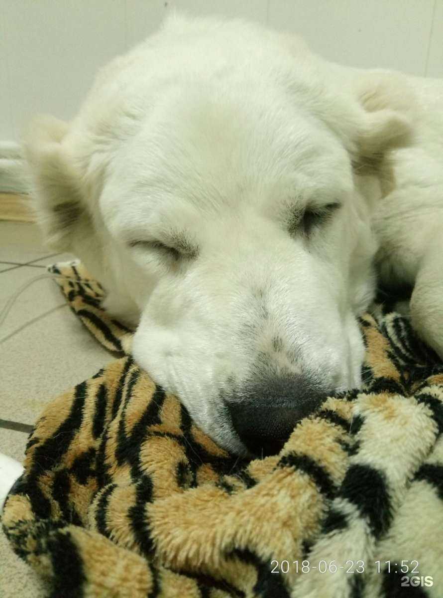 Отзывы на компанию ЖИВАГО в Омске c фото