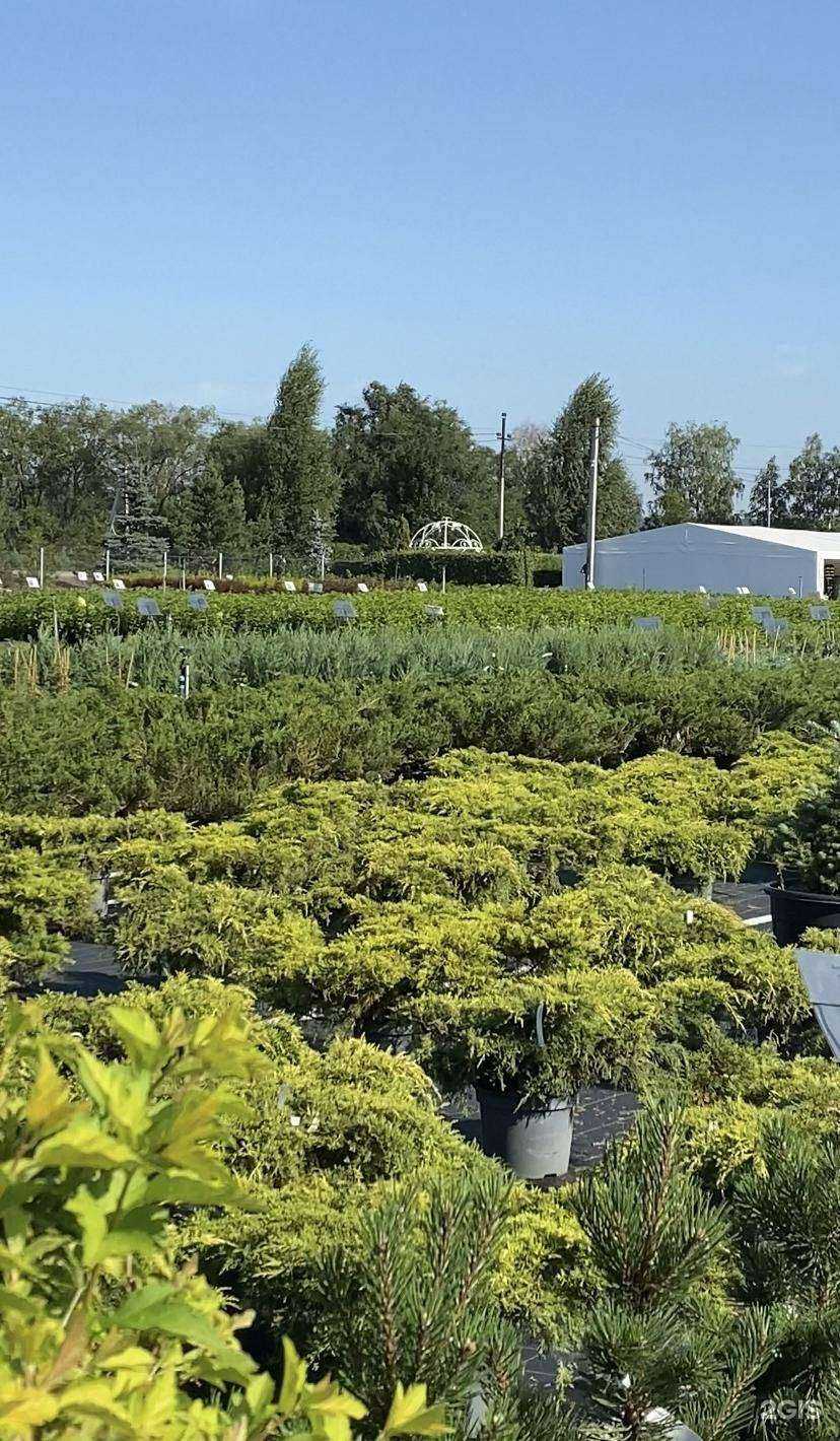 Отзывы на компанию Садовый центр Абдуллиных в Нагаево в Уфе c фото - фотография 2 из 2