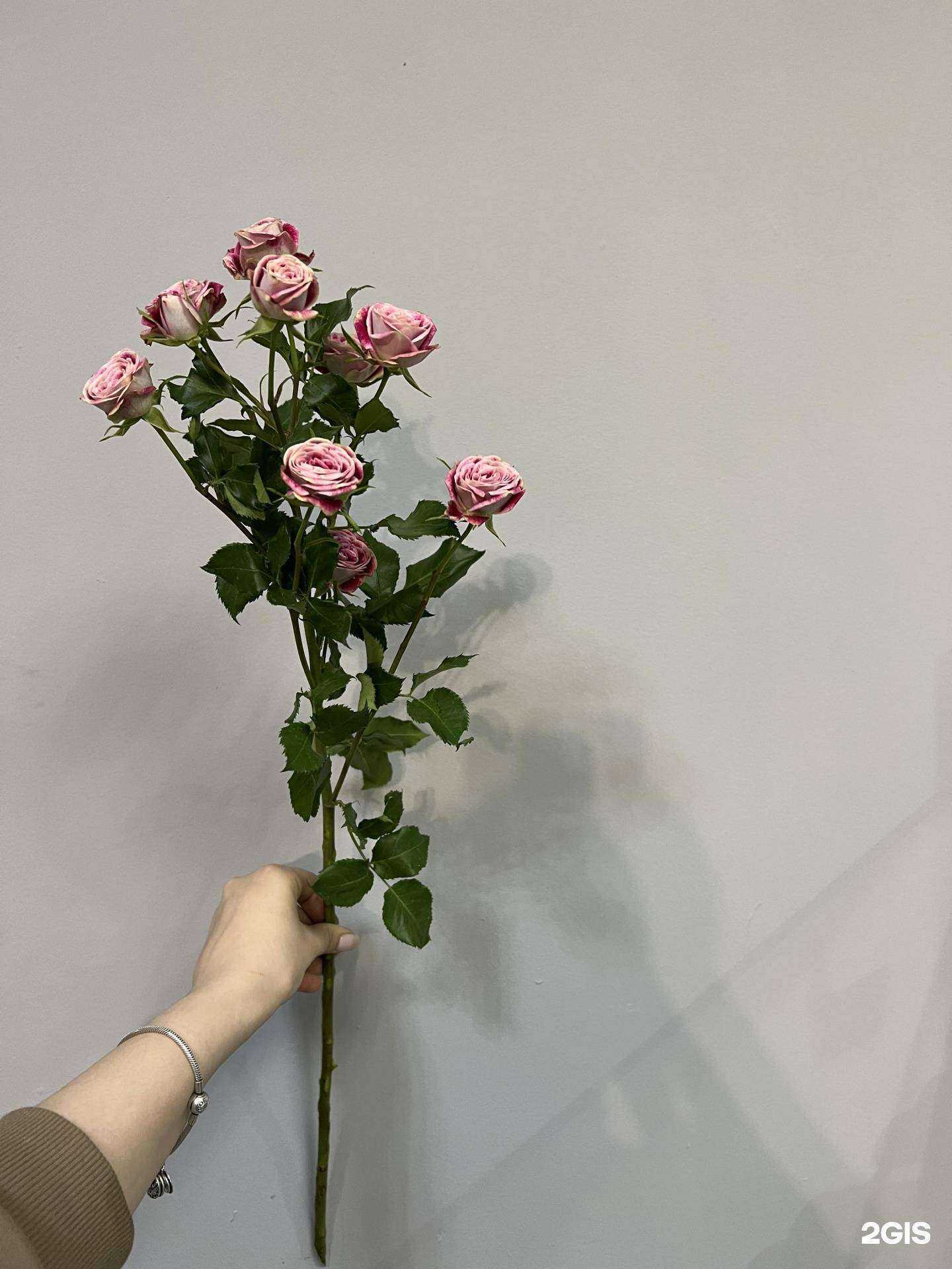 Отзывы на компанию iRose в Красноярске c фото