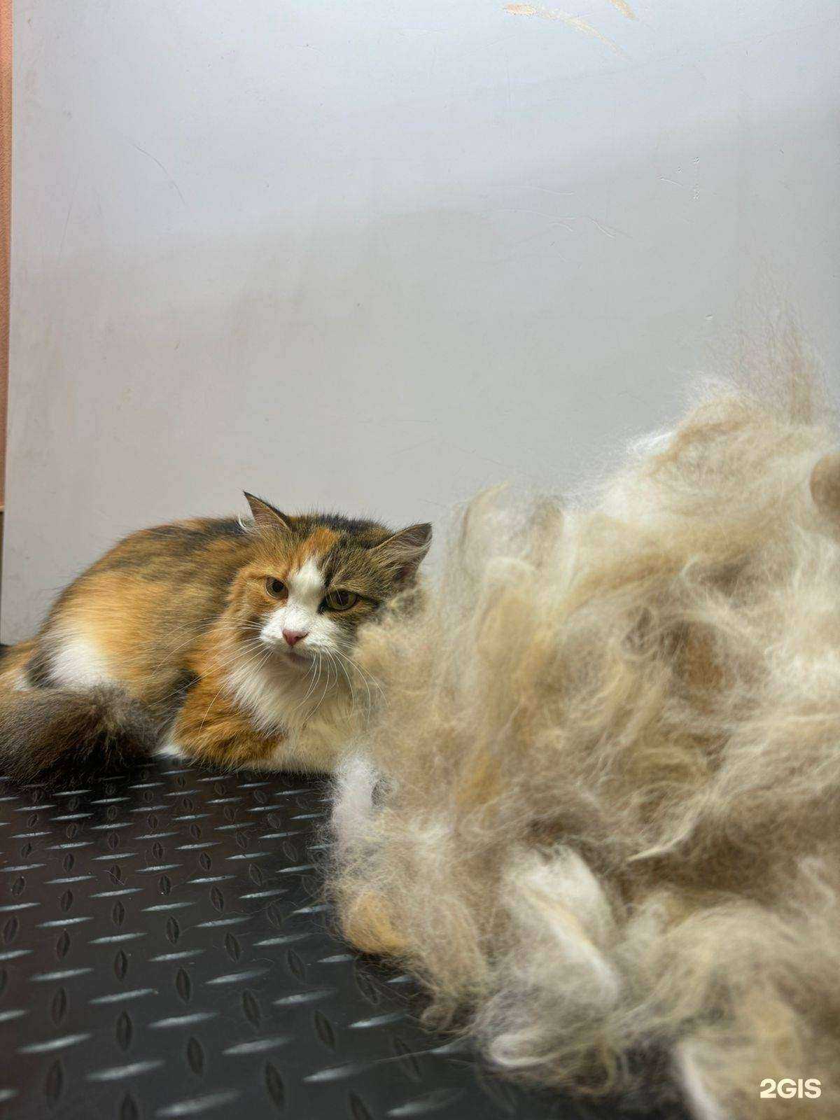 Отзывы на компанию Любимый грумер в г. Новокузнецк c фото