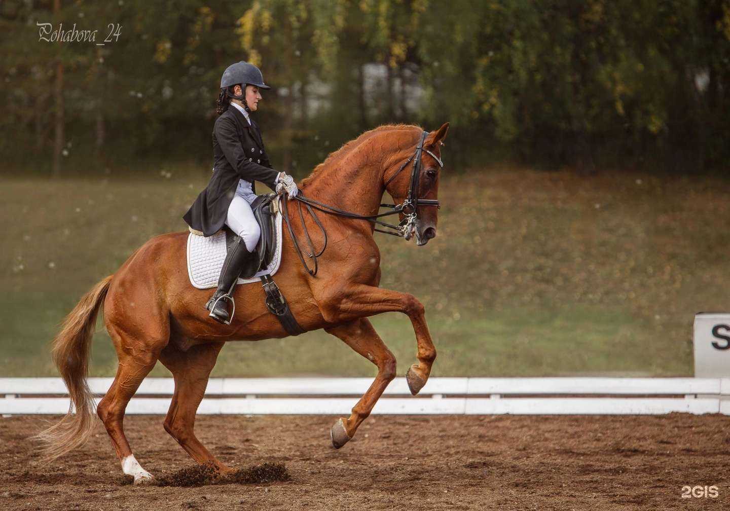 Отзывы на компанию Учебно-спортивный комплекс коневодства в Красноярске c фото