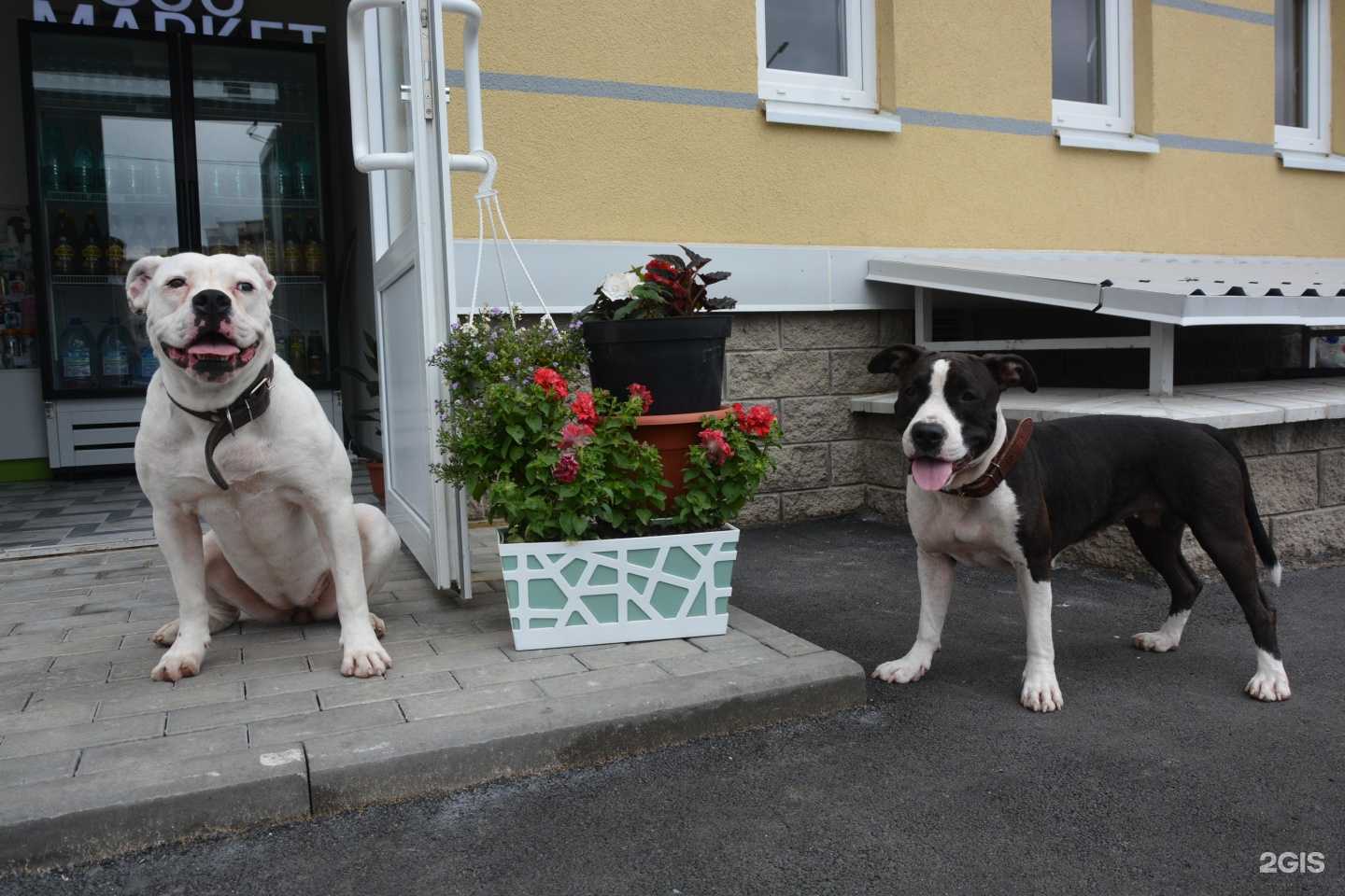 Отзывы на компанию Пушистый светлячок в г. Сертолово c фото