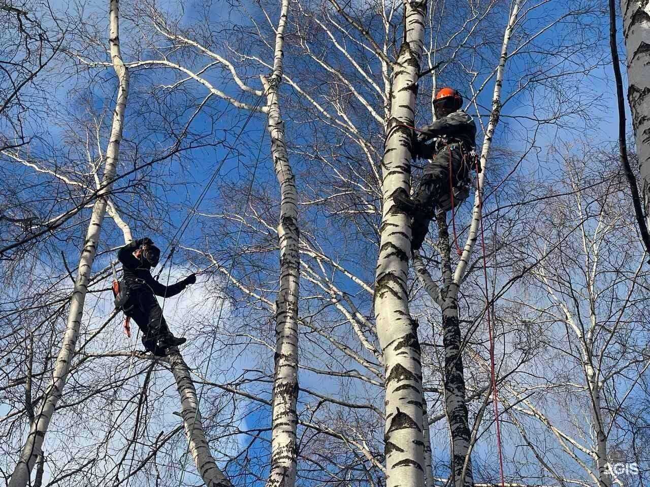 Отзывы на компанию Древоруб-нн в Нижнем Новгороде c фото