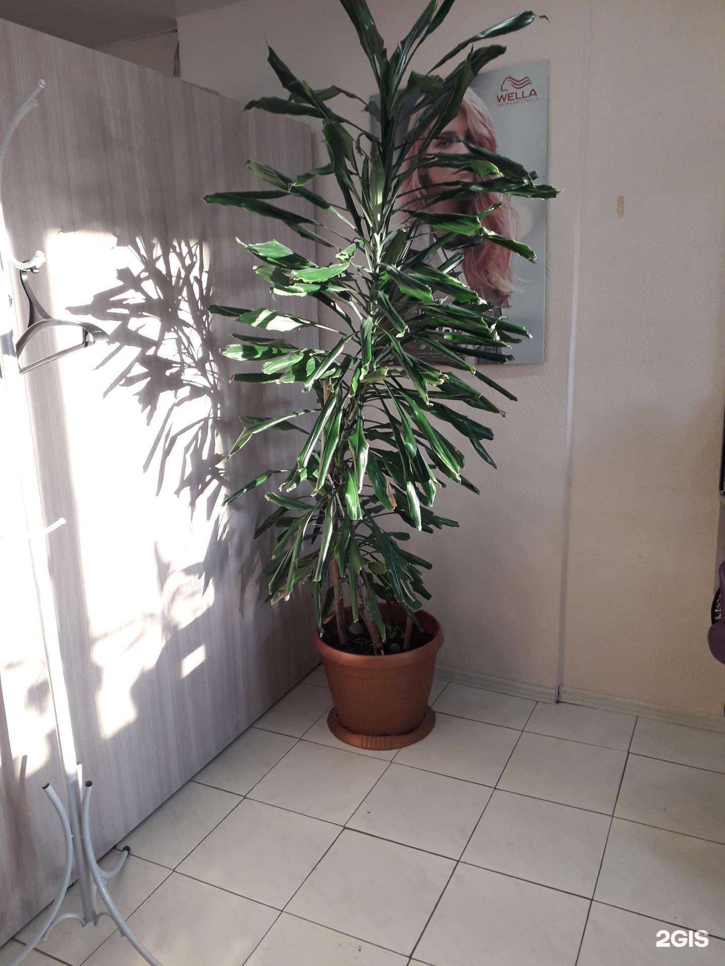 Отзывы на компанию Victoria в Тюмени c фото