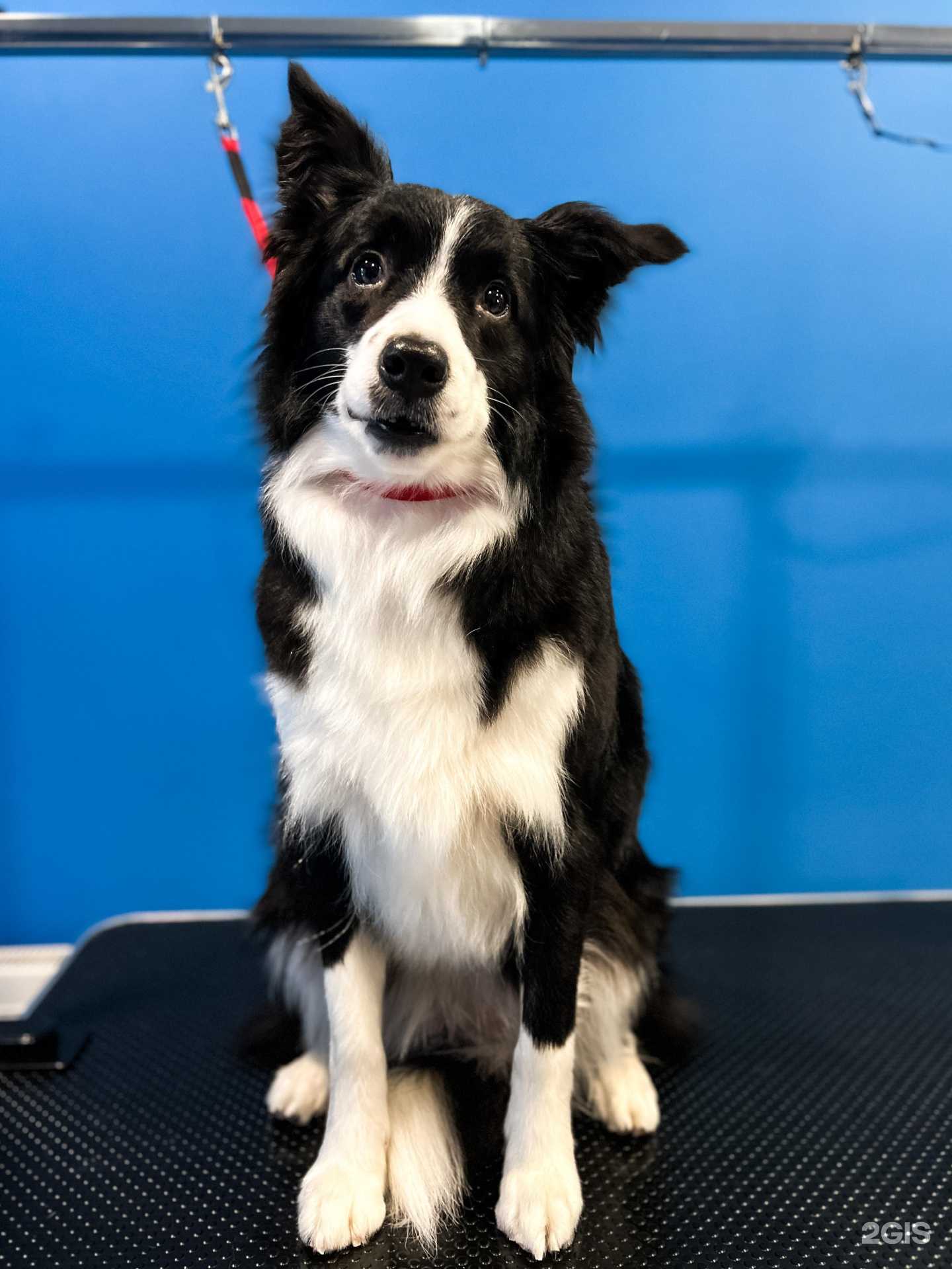 Отзывы на компанию Dog Town в Воронеже c фото