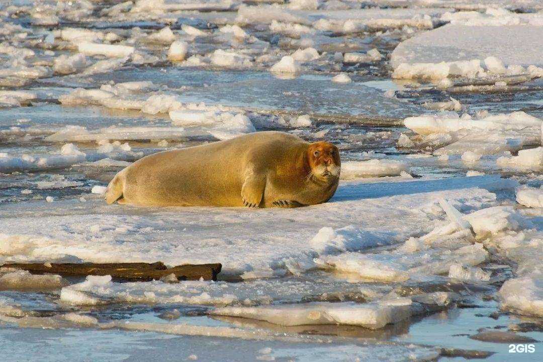 Отзывы на компанию Семь континентов в Архангельске c фото