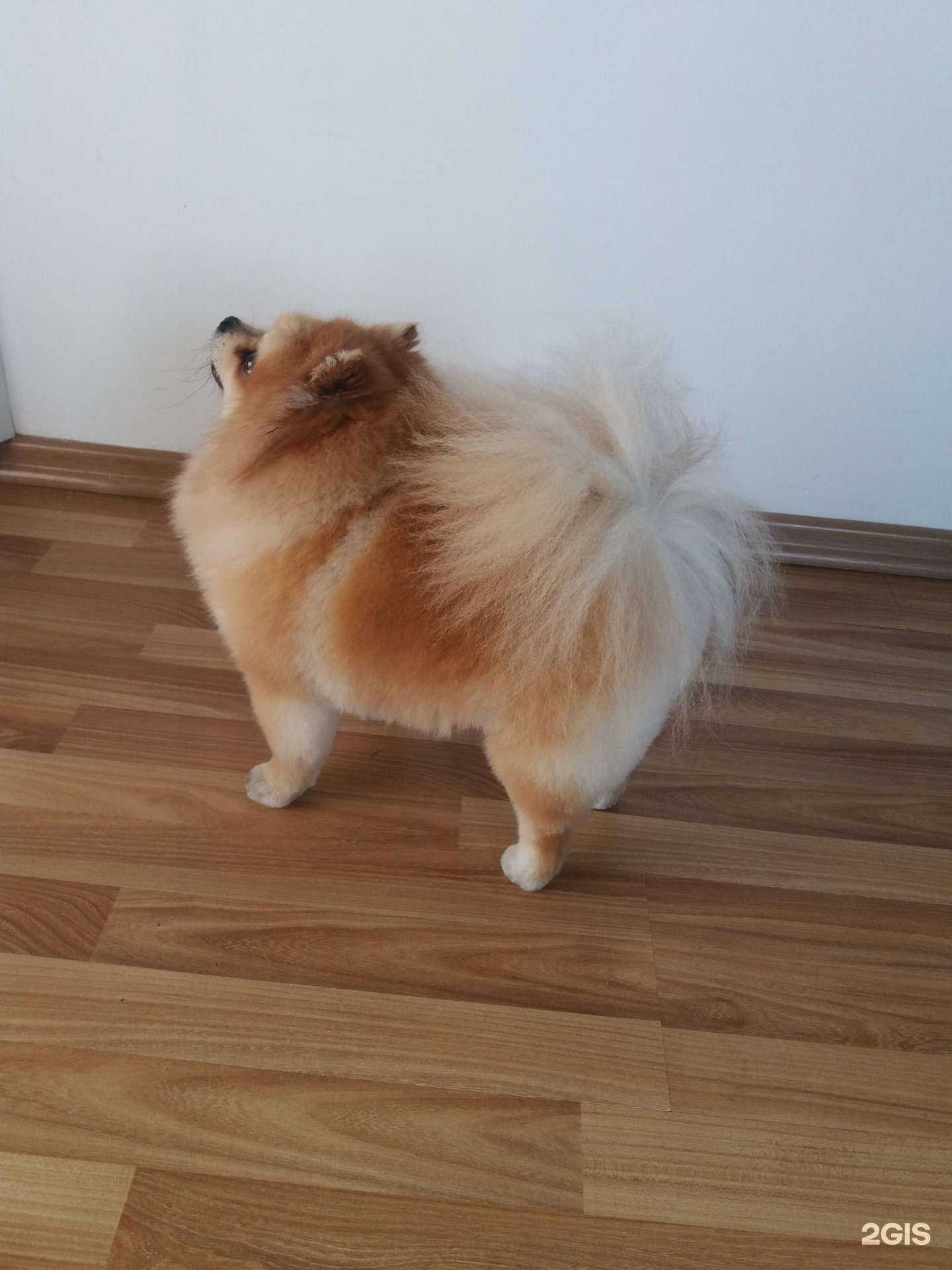 Отзывы на компанию ИмиджDog в Уссурийске c фото